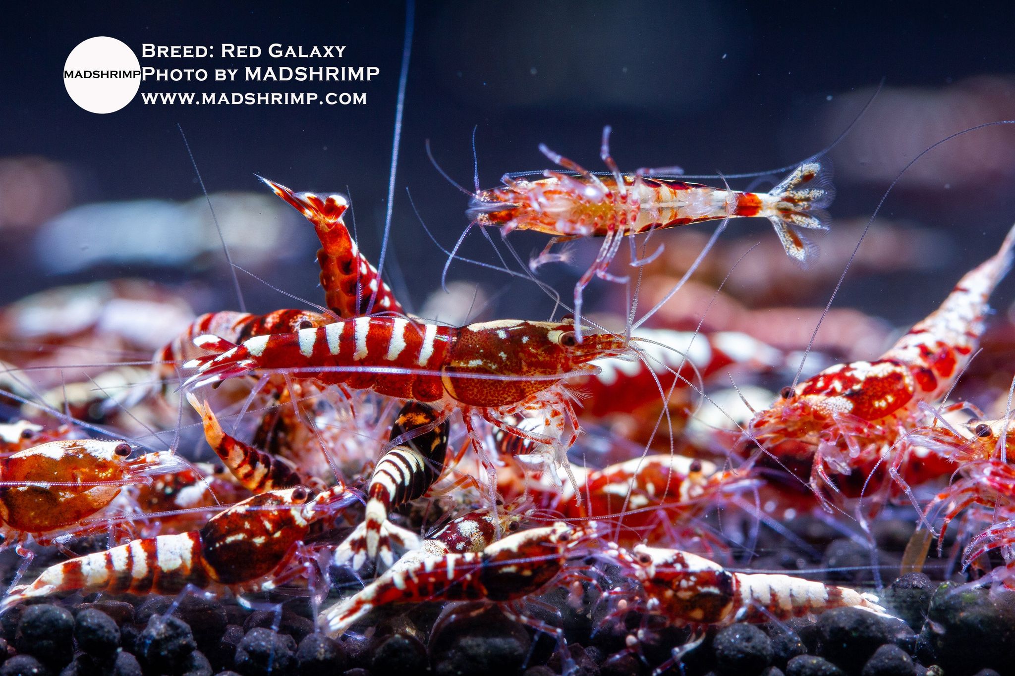 Red Galaxy