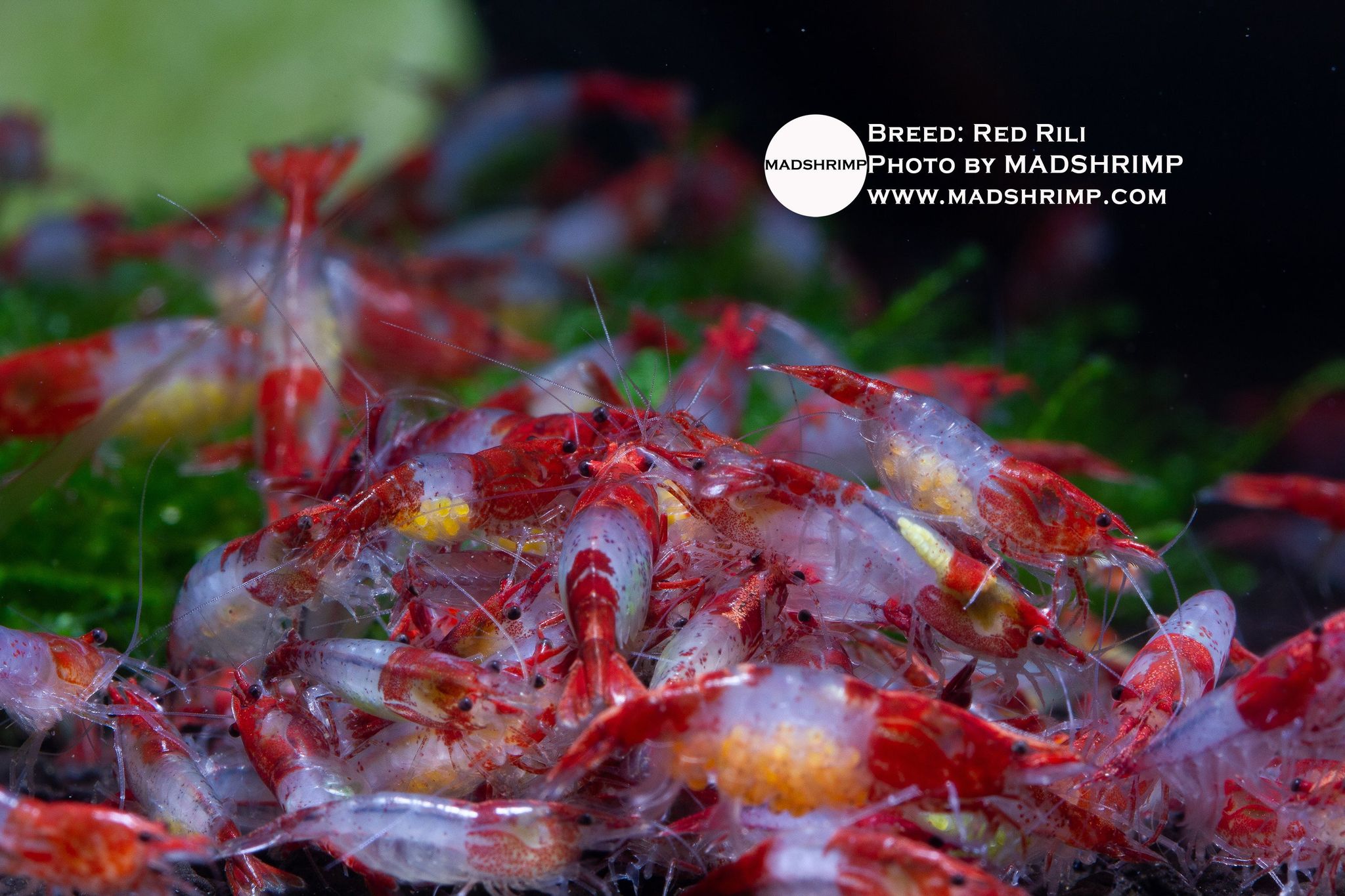 Red Rili