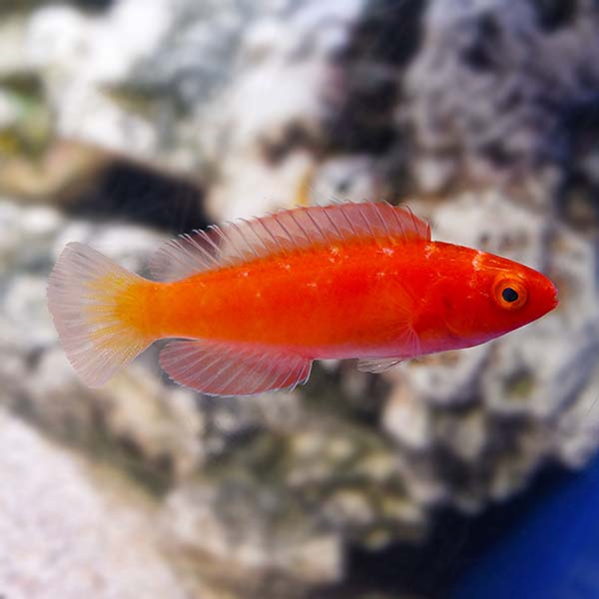 Magma Fairy Wrasse (Cirrhilabrus shutmani)