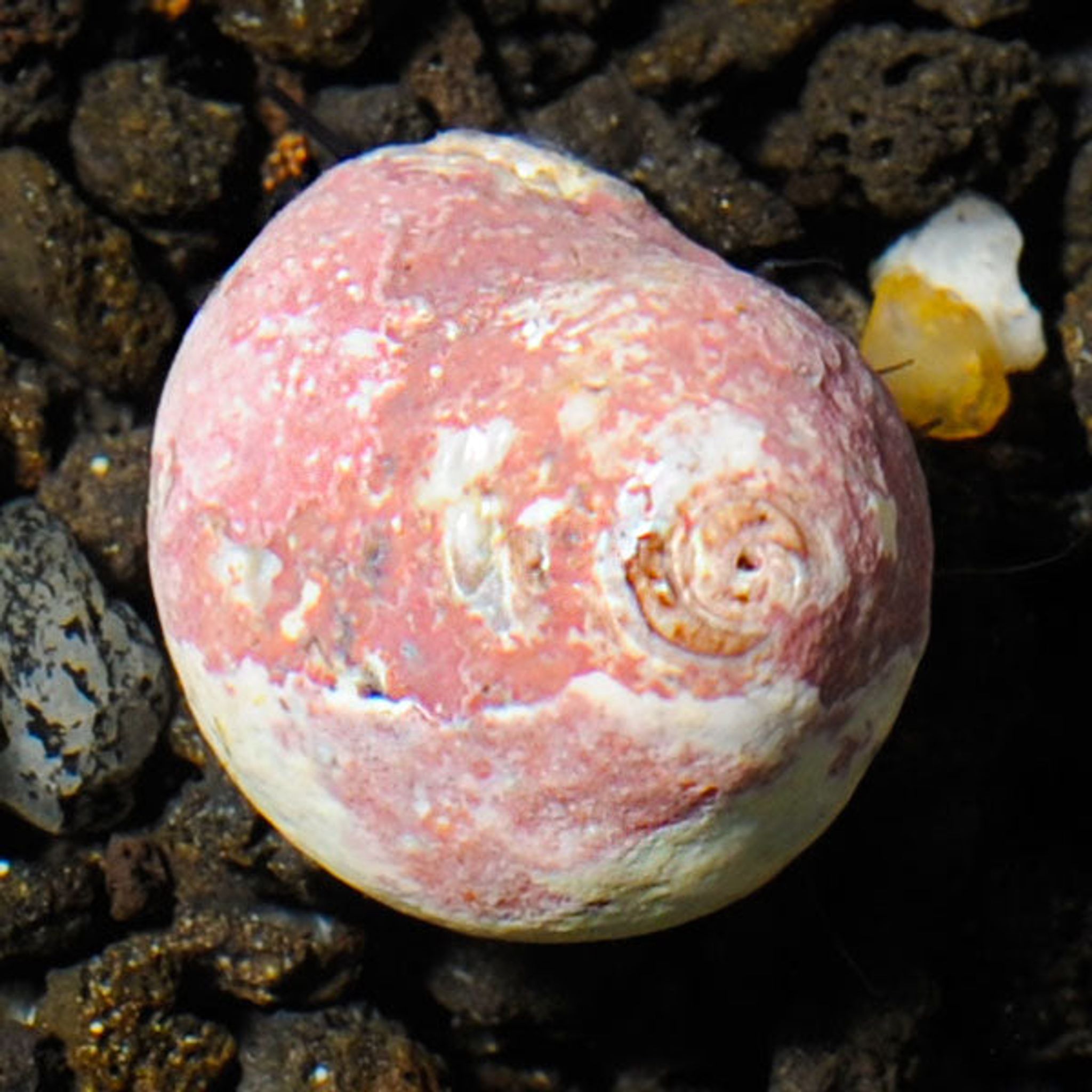 Margarita Snail