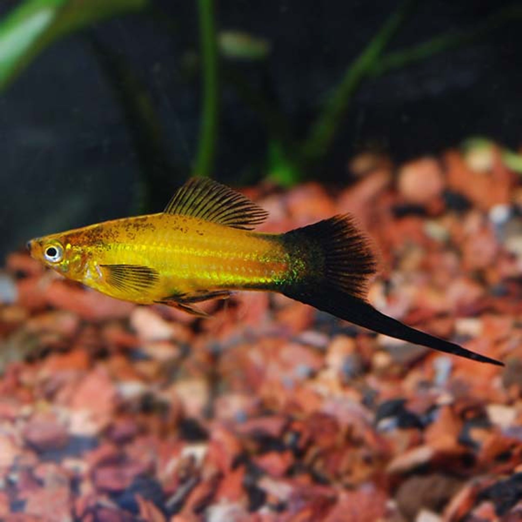 Marigold Wag Swordtail