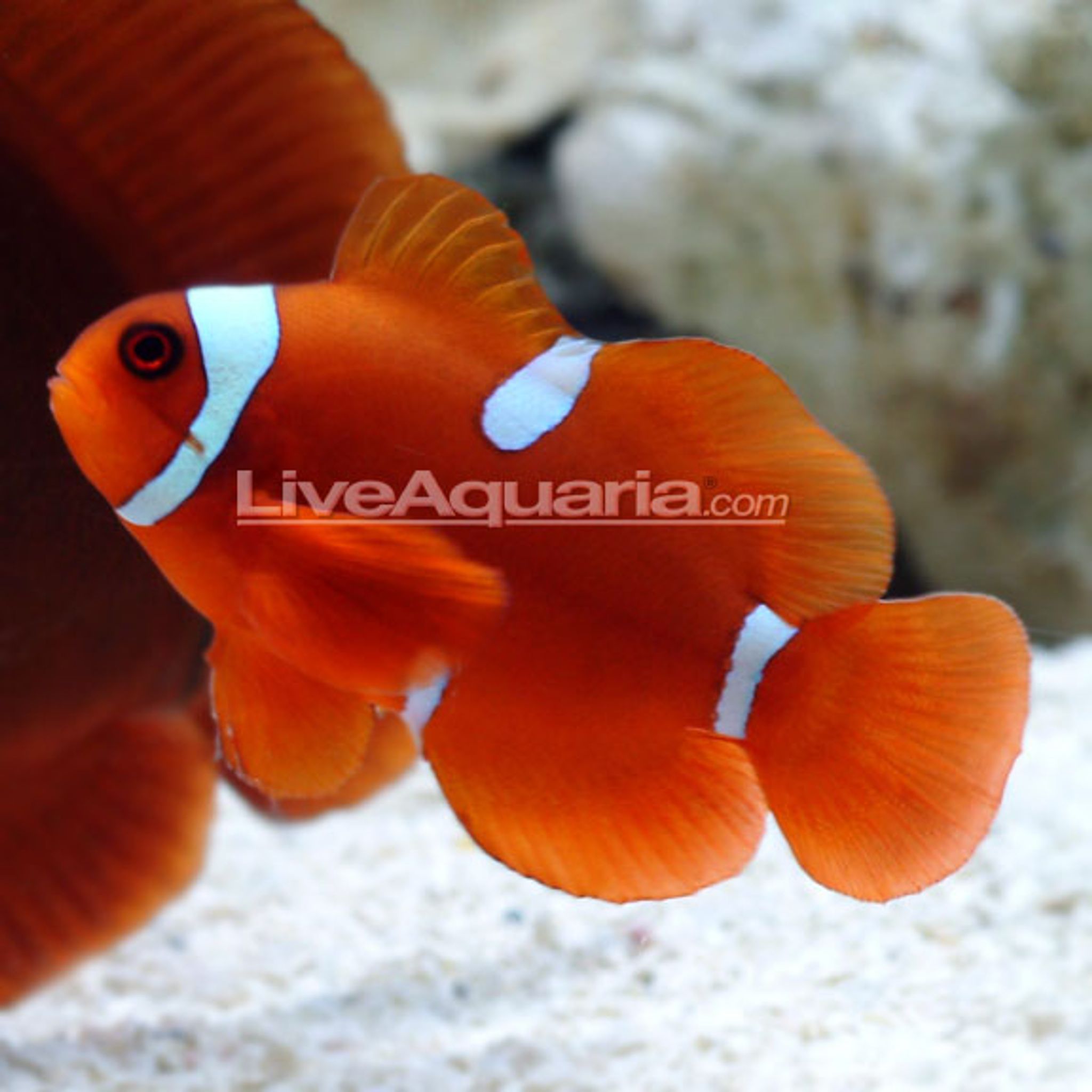 Maroon Clownfish, Captive-Bred