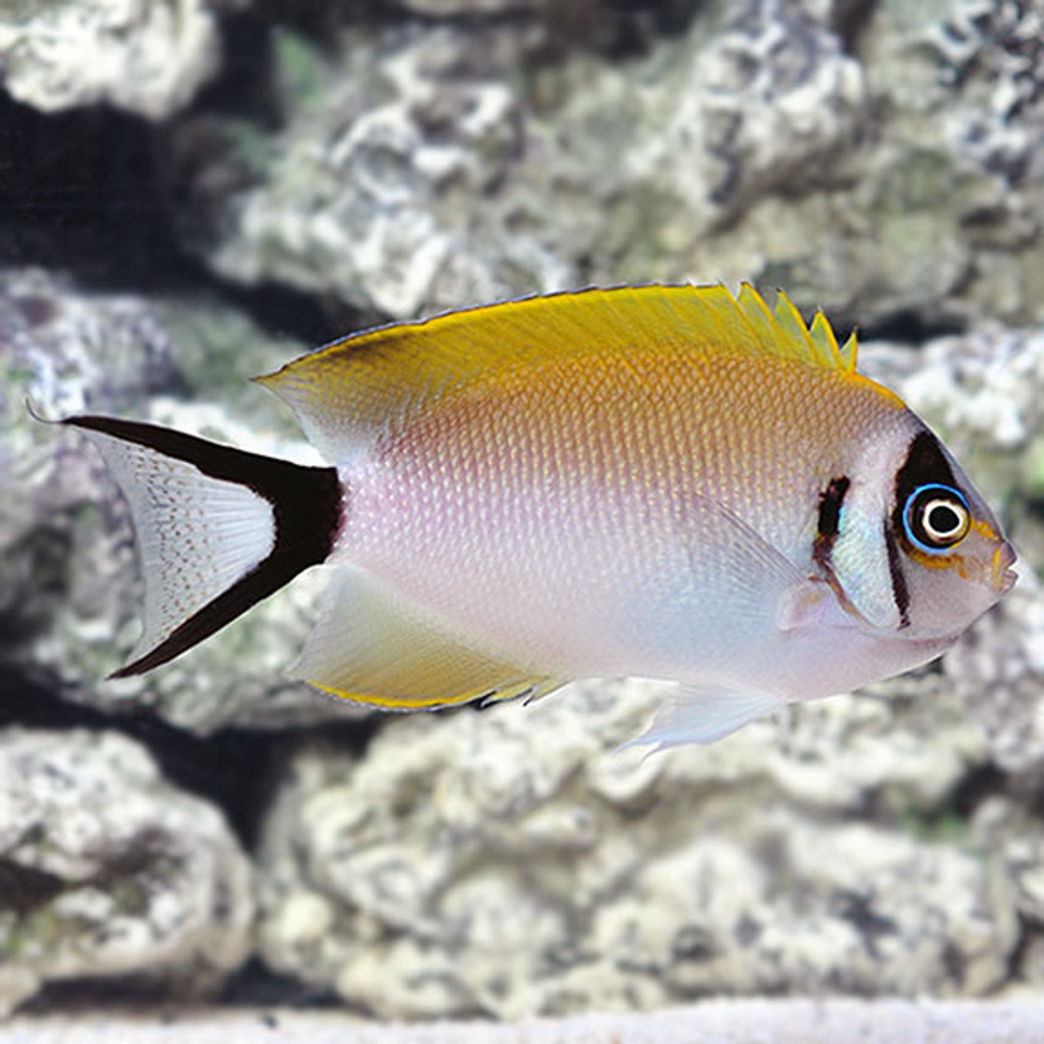 Masked Swallowtail Angelfish (Genicanthus semifasciatus)