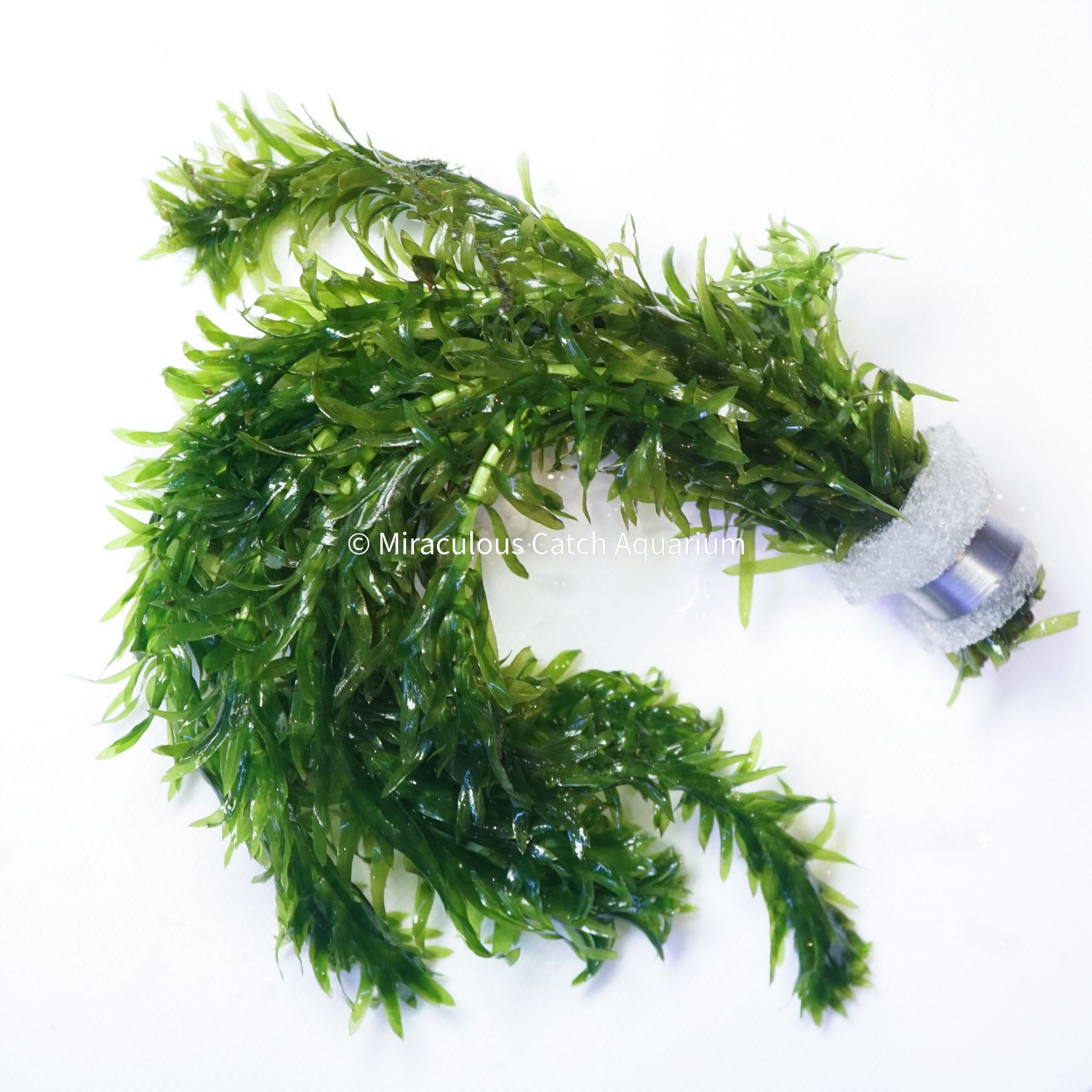 Egeria Densa