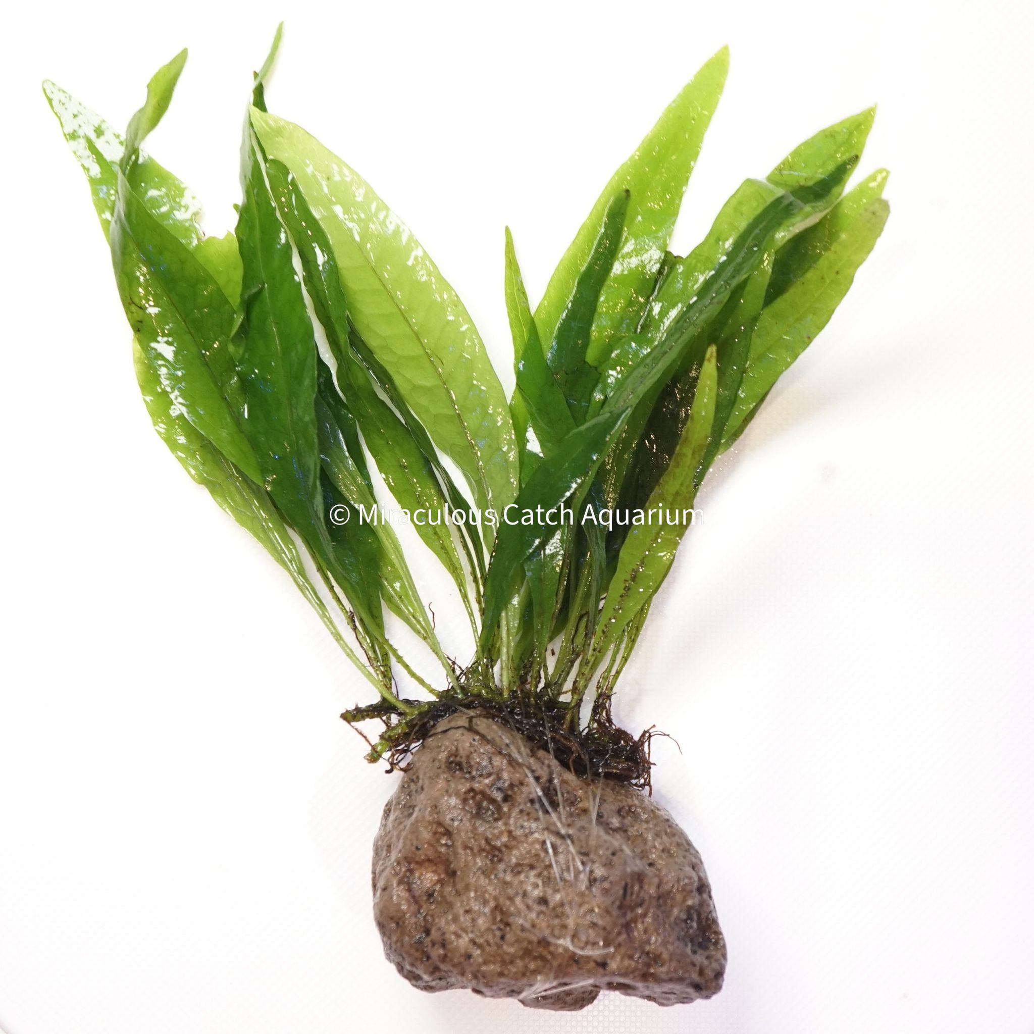 Java Fern (Rock)