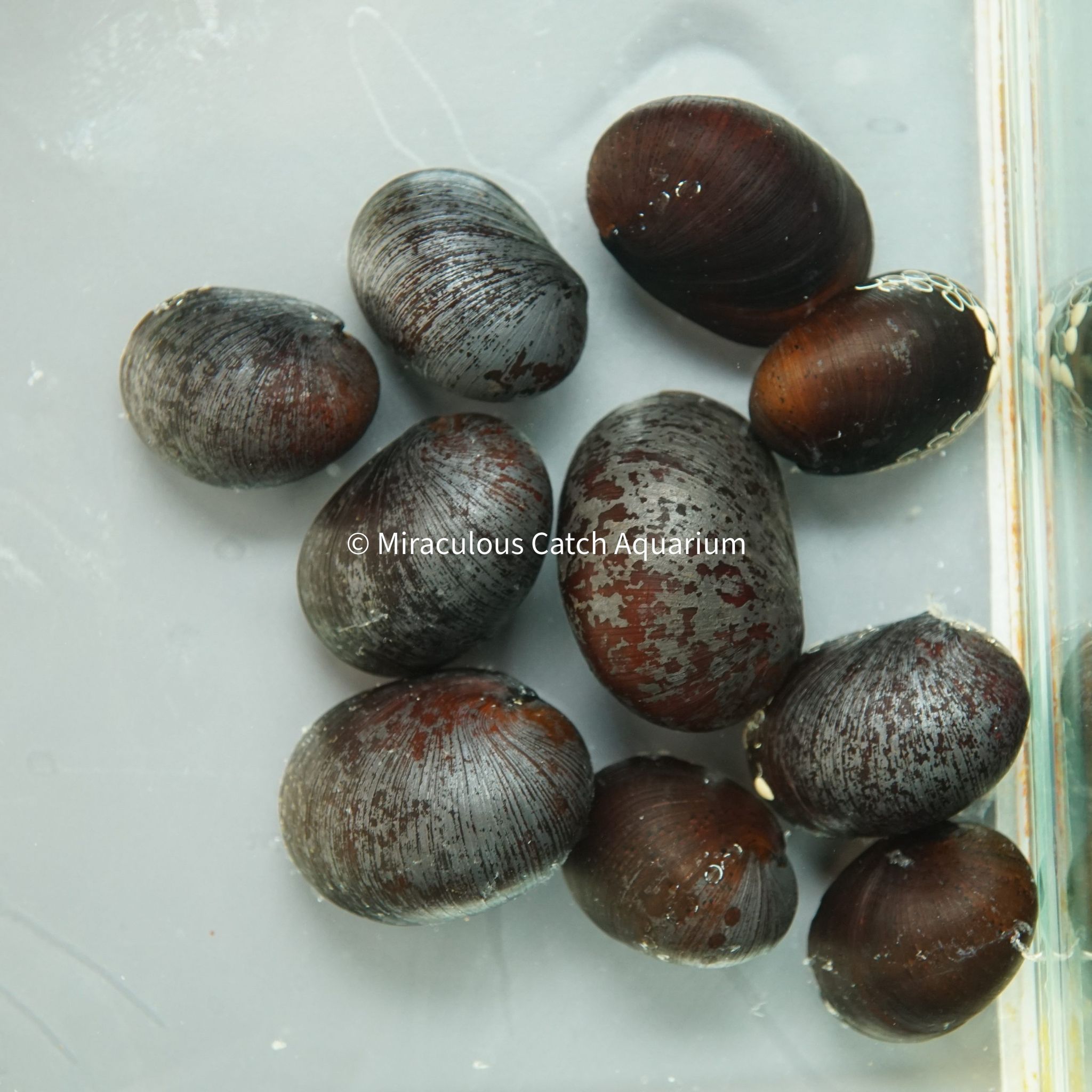 Military Helmet Snail