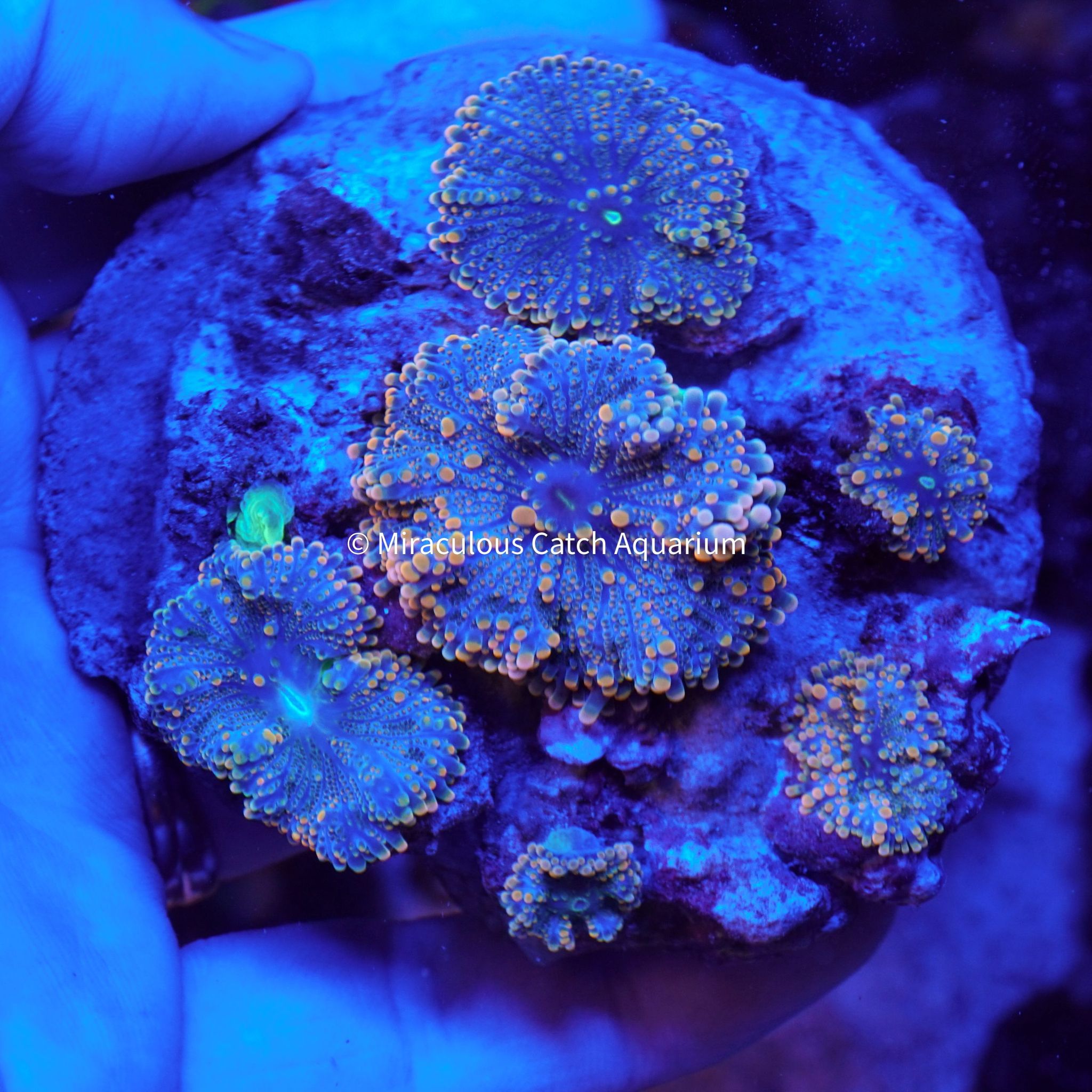 Orange Yuma (Plate)