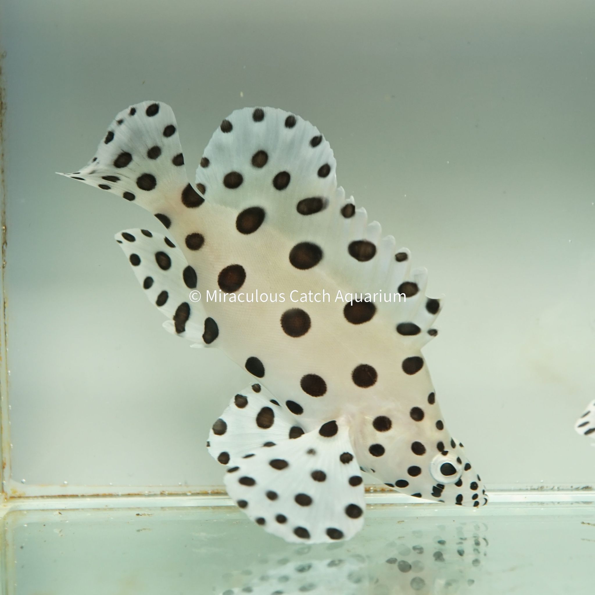 Panther Grouper