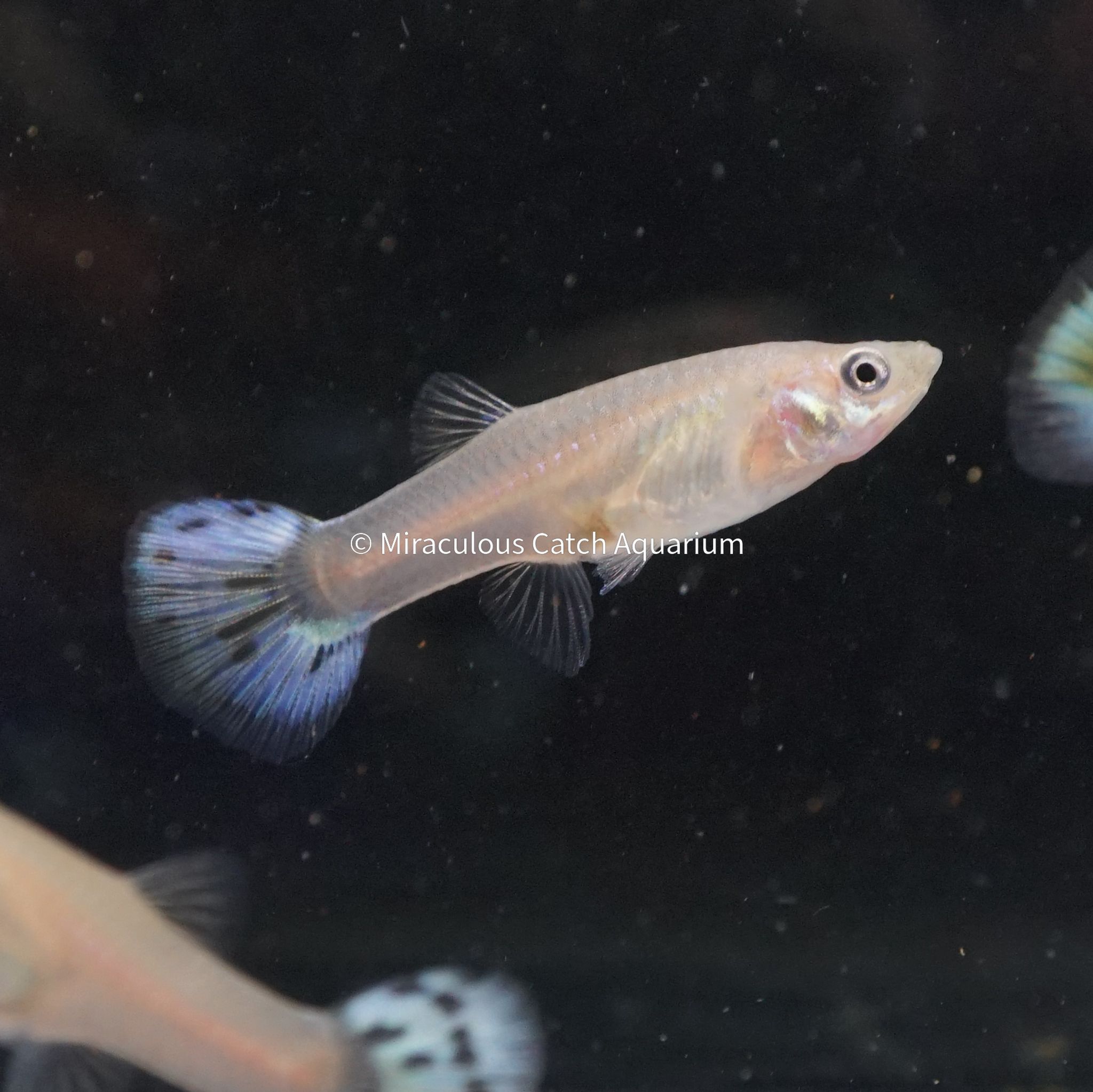 Snow White Guppy (Female)