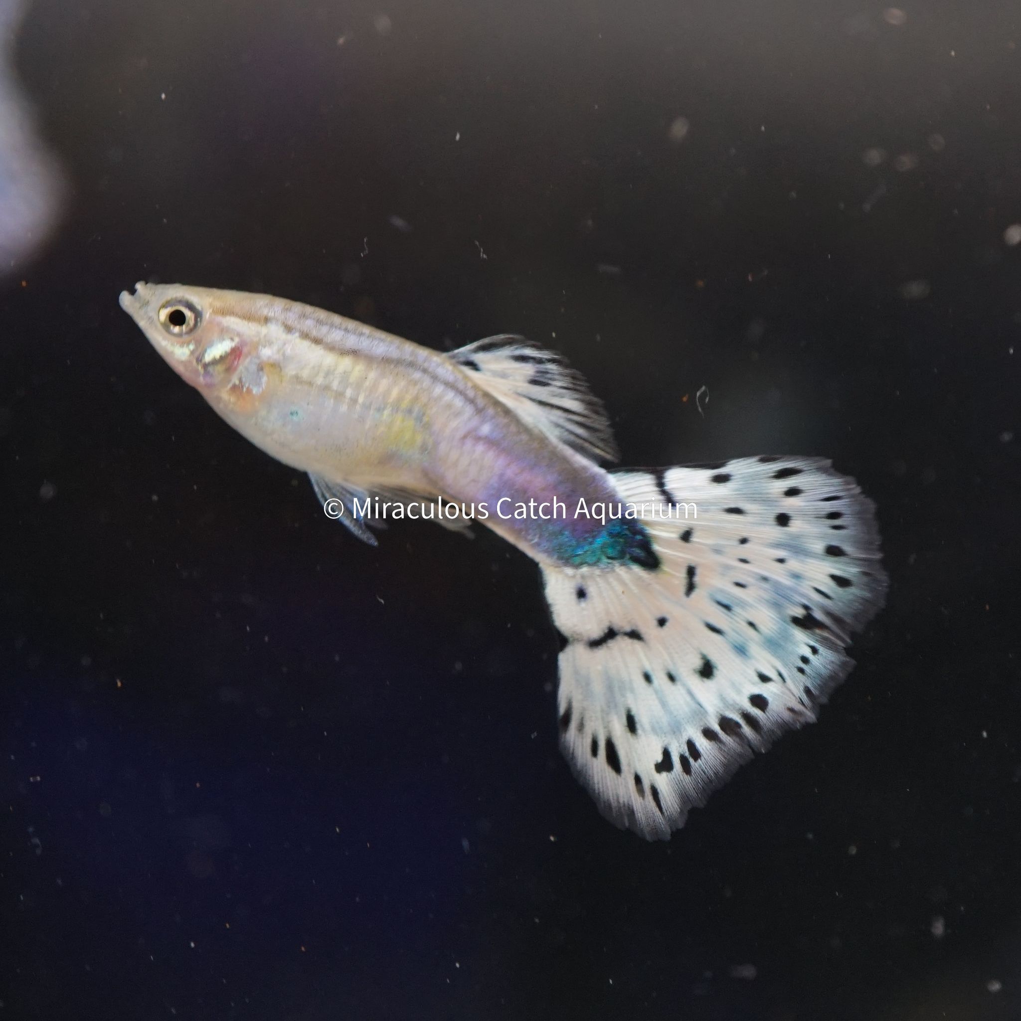 Snow White Guppy (Male)