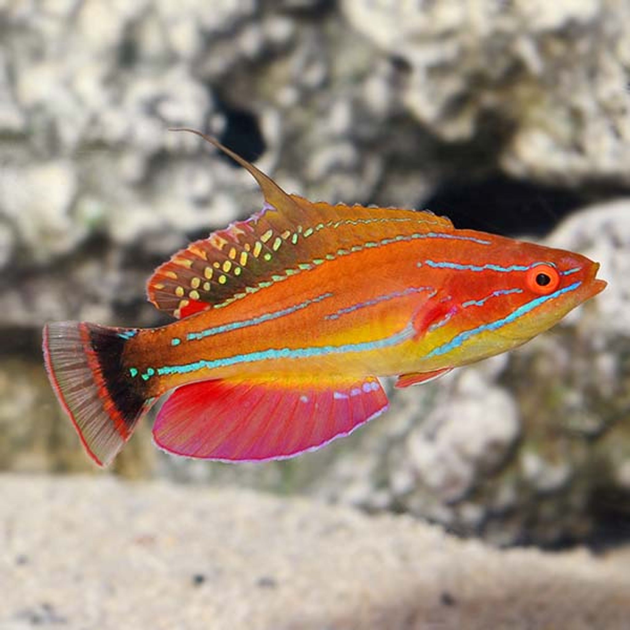 McCosker's Flasher Wrasse