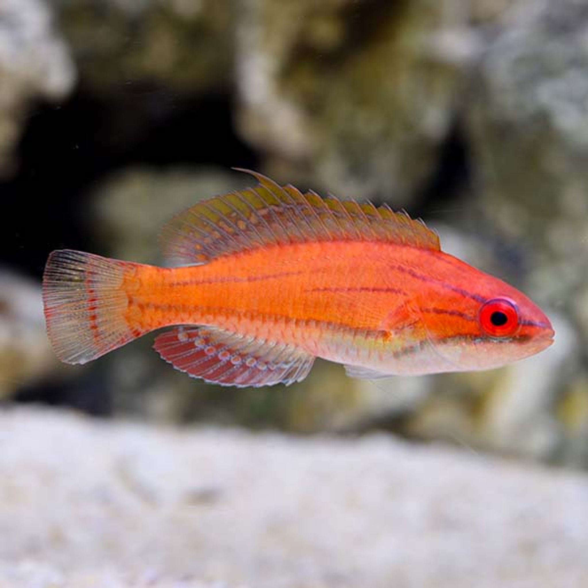 McCosker's Flasher Wrasse