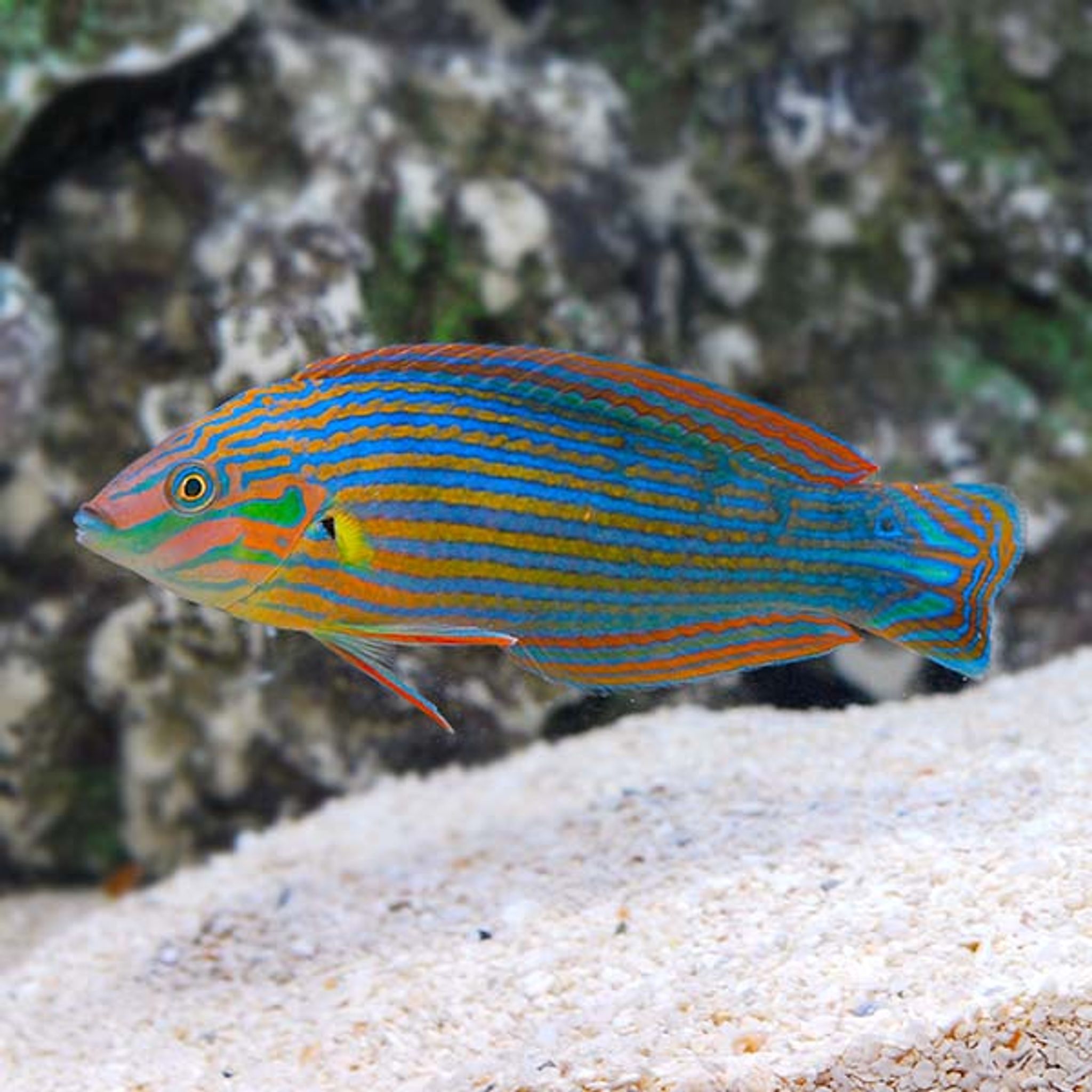 How to Feed Melanurus Wrasse: Foods, Frequency and Common Feeding Problems