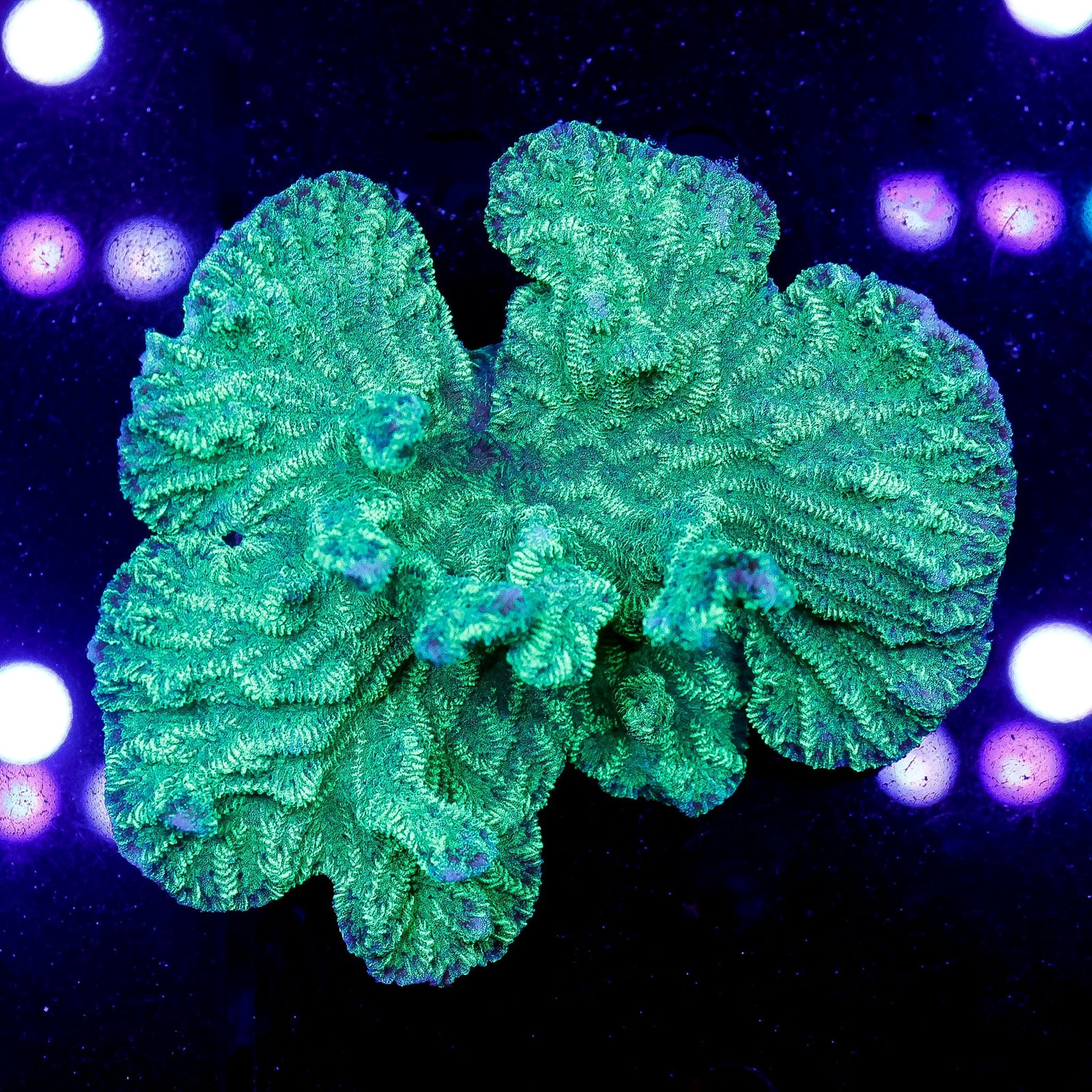 Merulina Coral 3.5" WYSIWYG