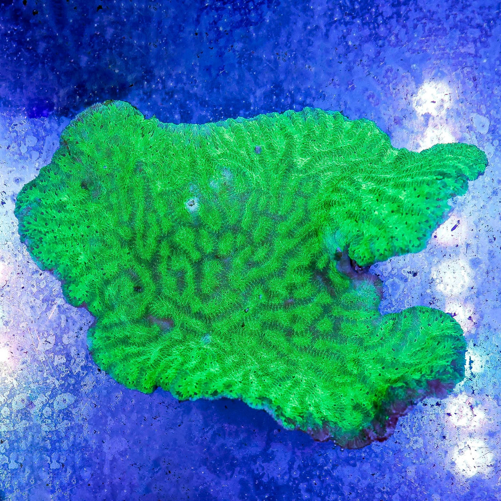 Merulina Coral 4.5" WYSIWYG