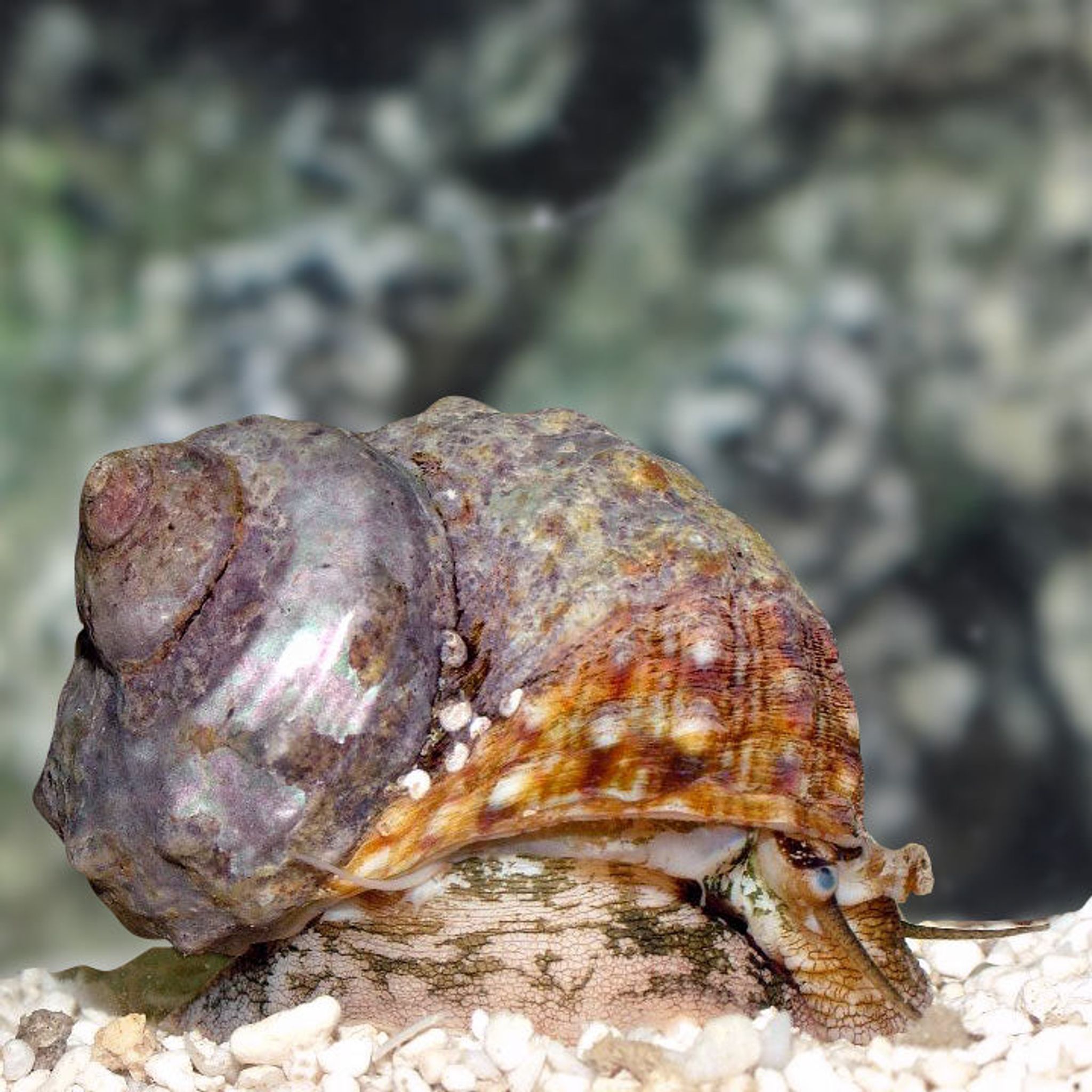 Mexican Turbo Snail (Turbo fluctuosa)