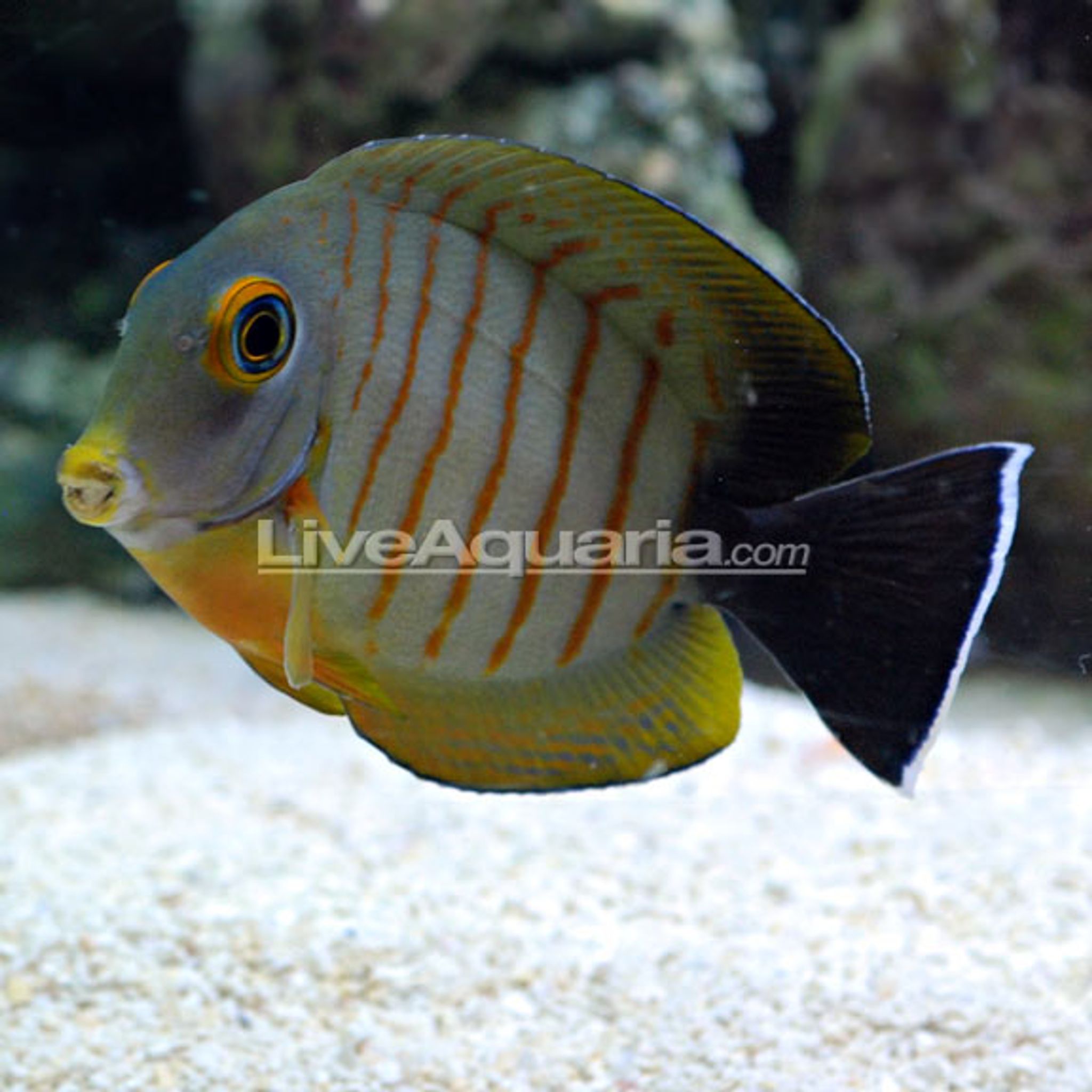 Mimic Eibli Tang (Acanthurus tristis)