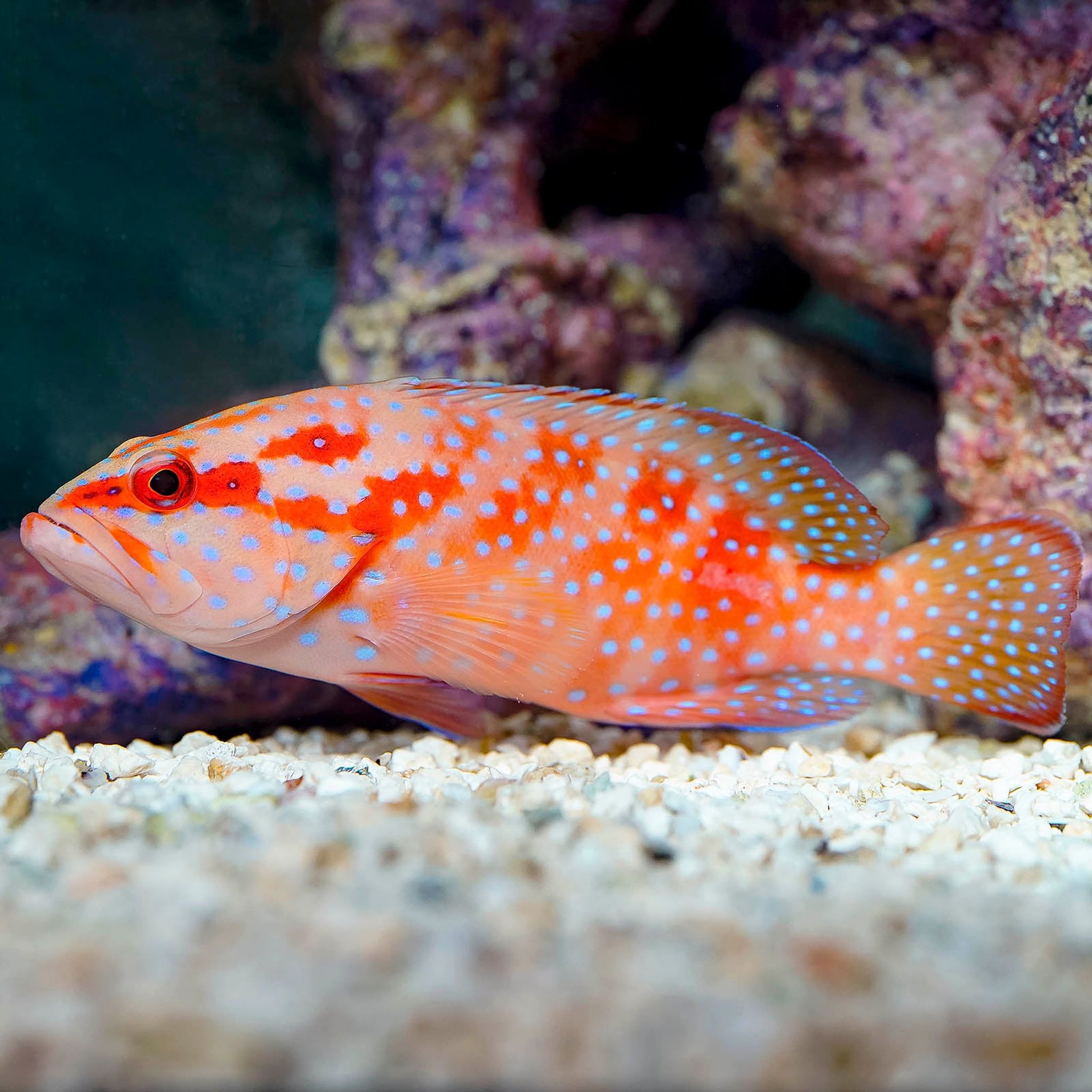Miniatus Grouper 6" WYSIWYG