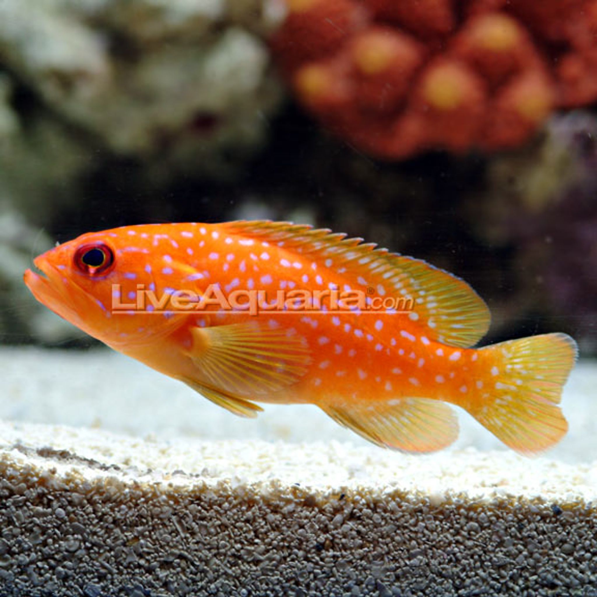 Miniatus Grouper