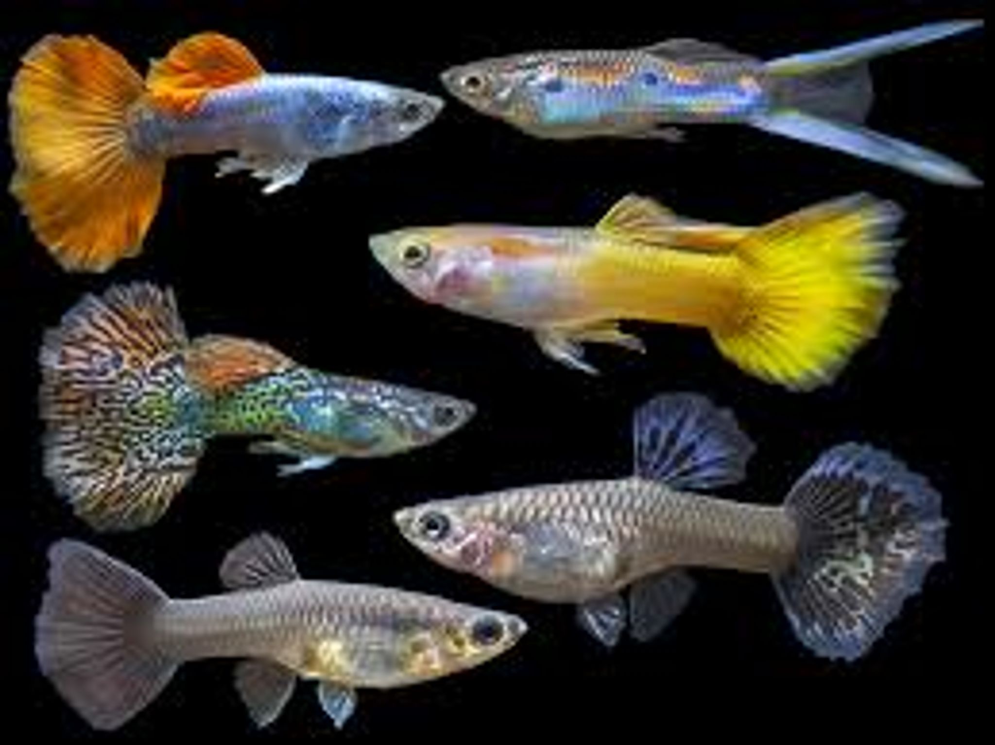 mix assorted guppy