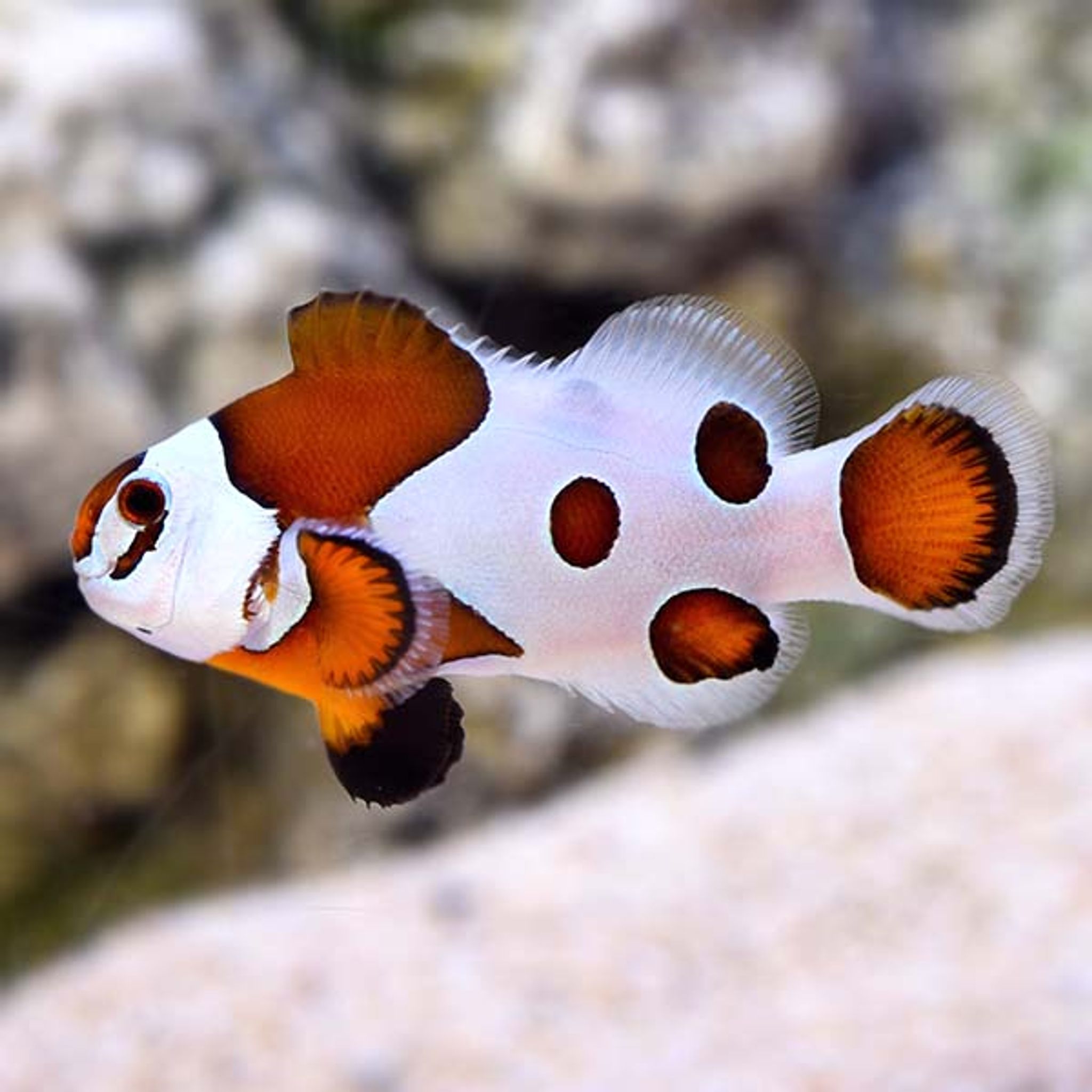 Proaquatix Mocha Storm Clownfish, Captive-Bred