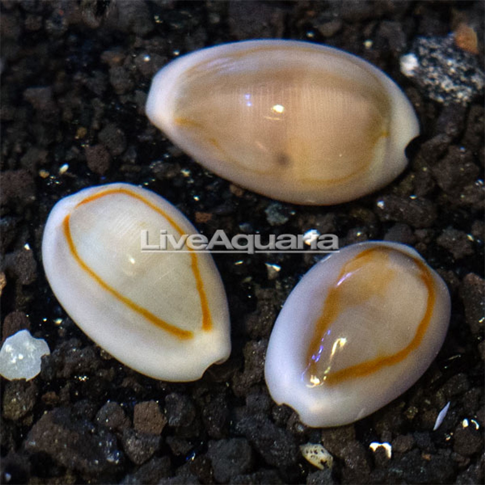 Money Cowrie Snail (Cypraea moneta)
