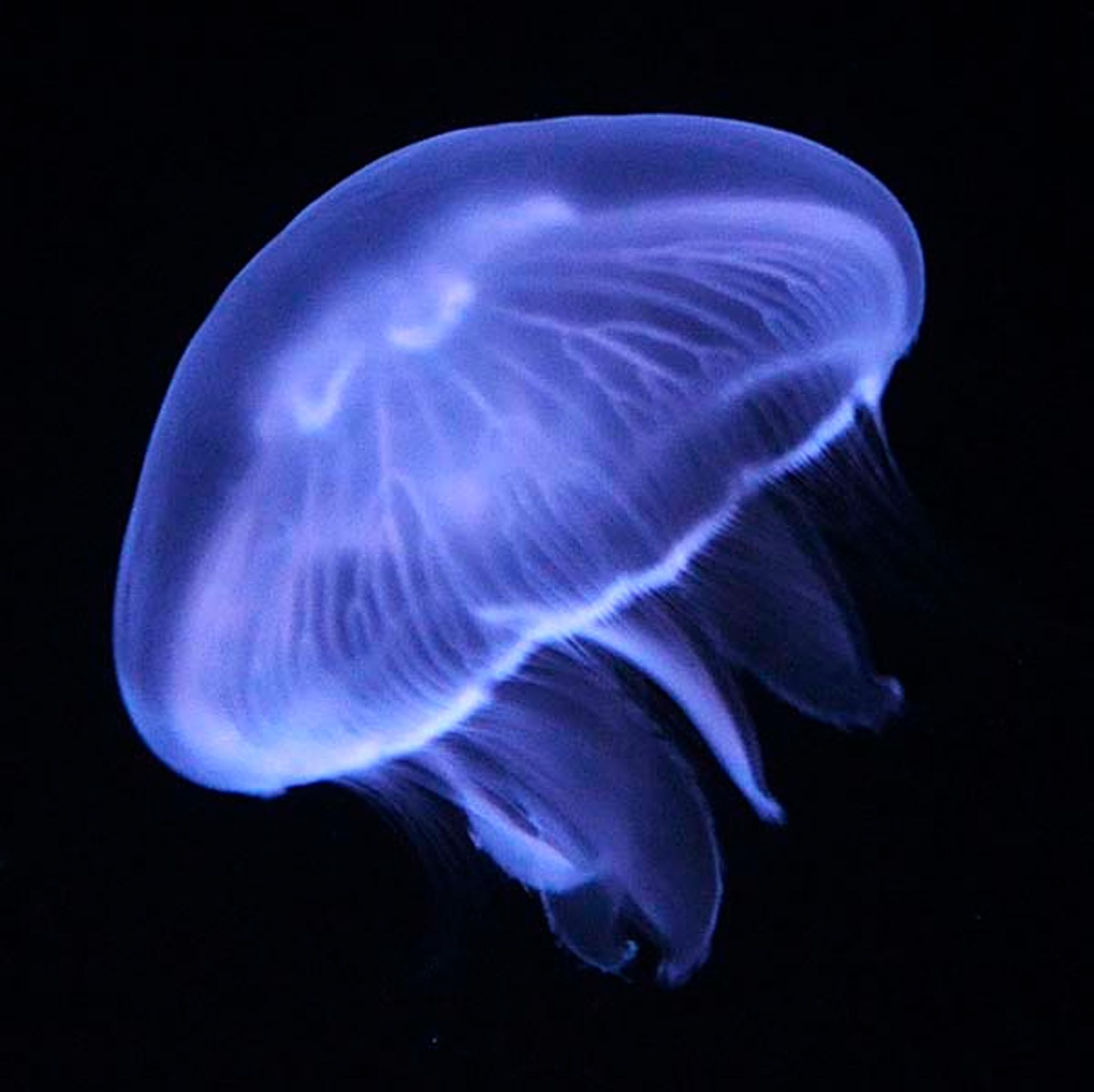 Moon Jellyfish