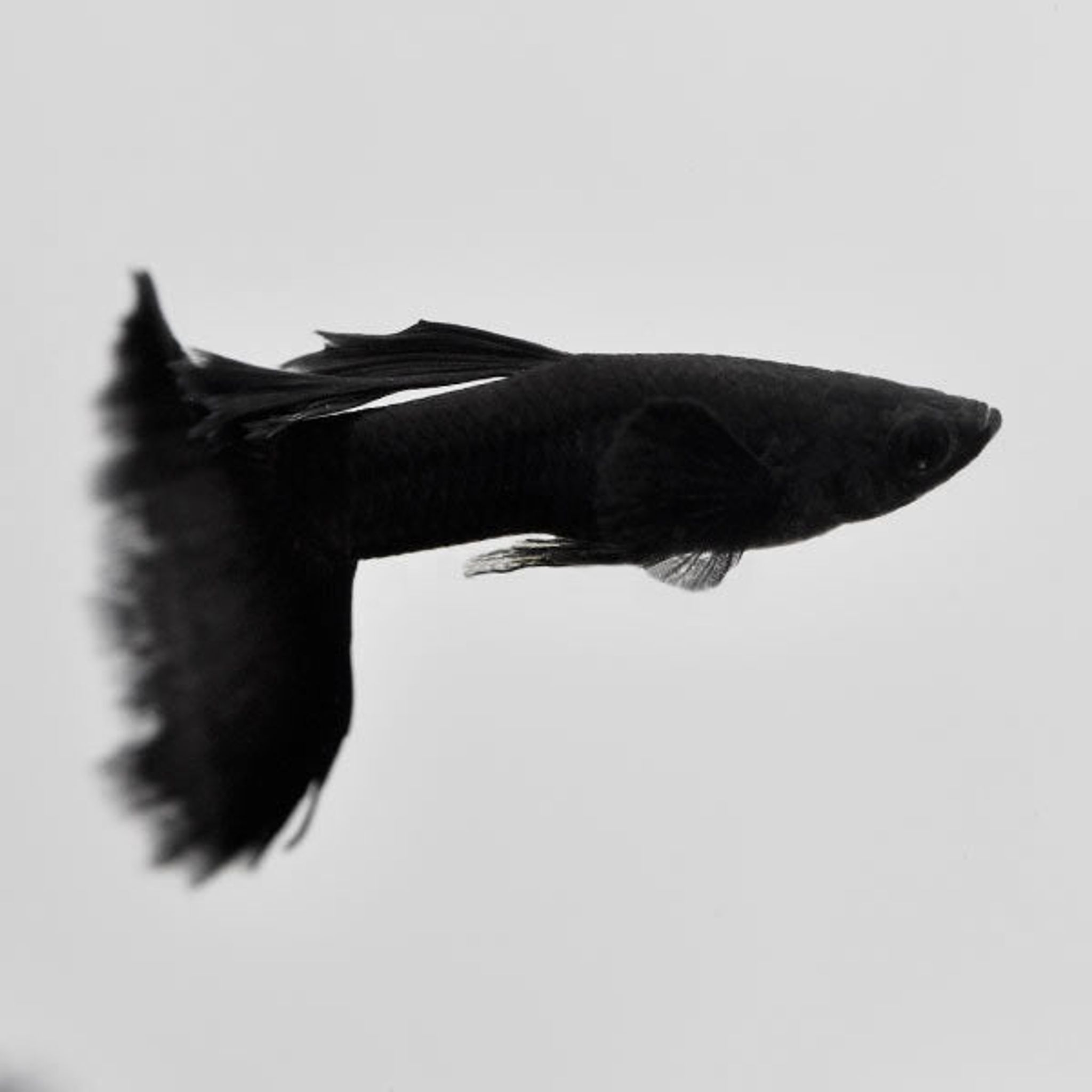 Moscow Black Velvet Guppy, Male (Poecilia reticulata)