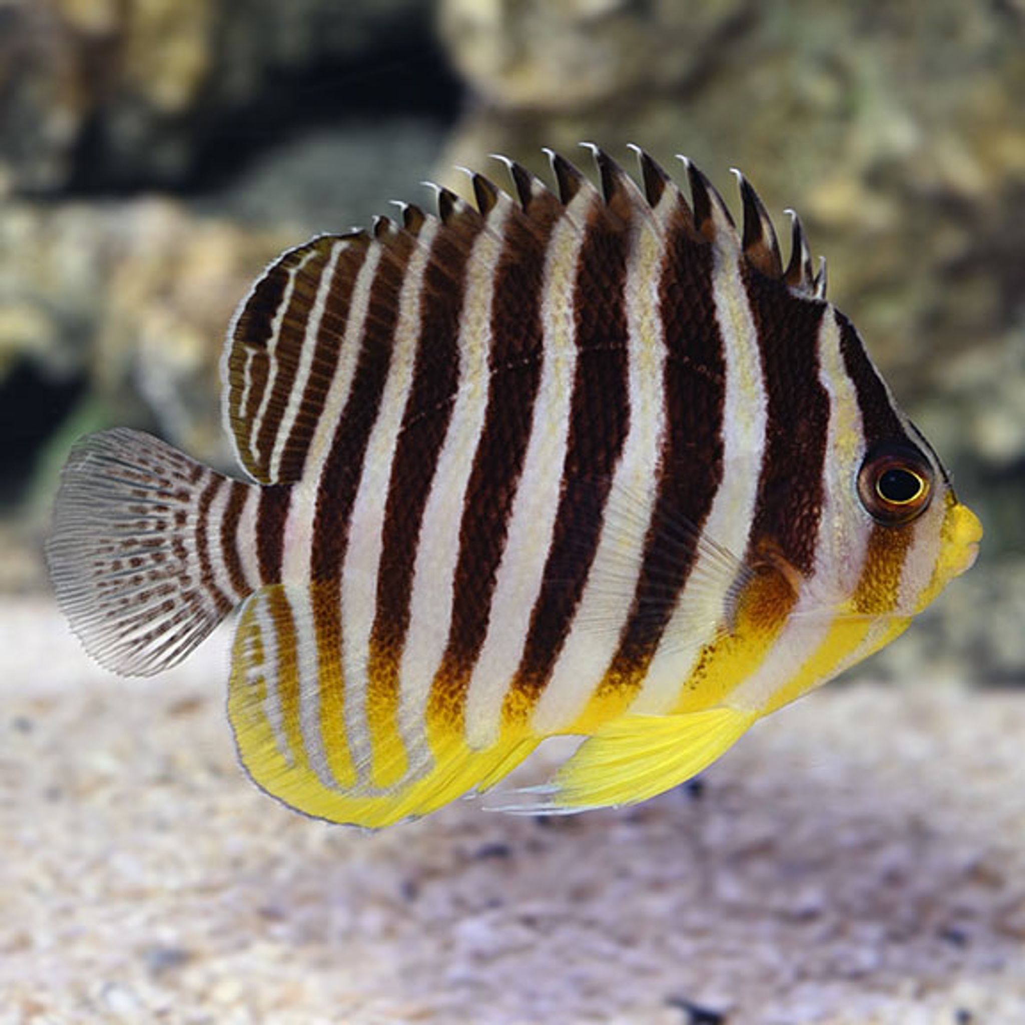 Multibar Angelfish EXPERT ONLY (Paracentropyge multifasciata)