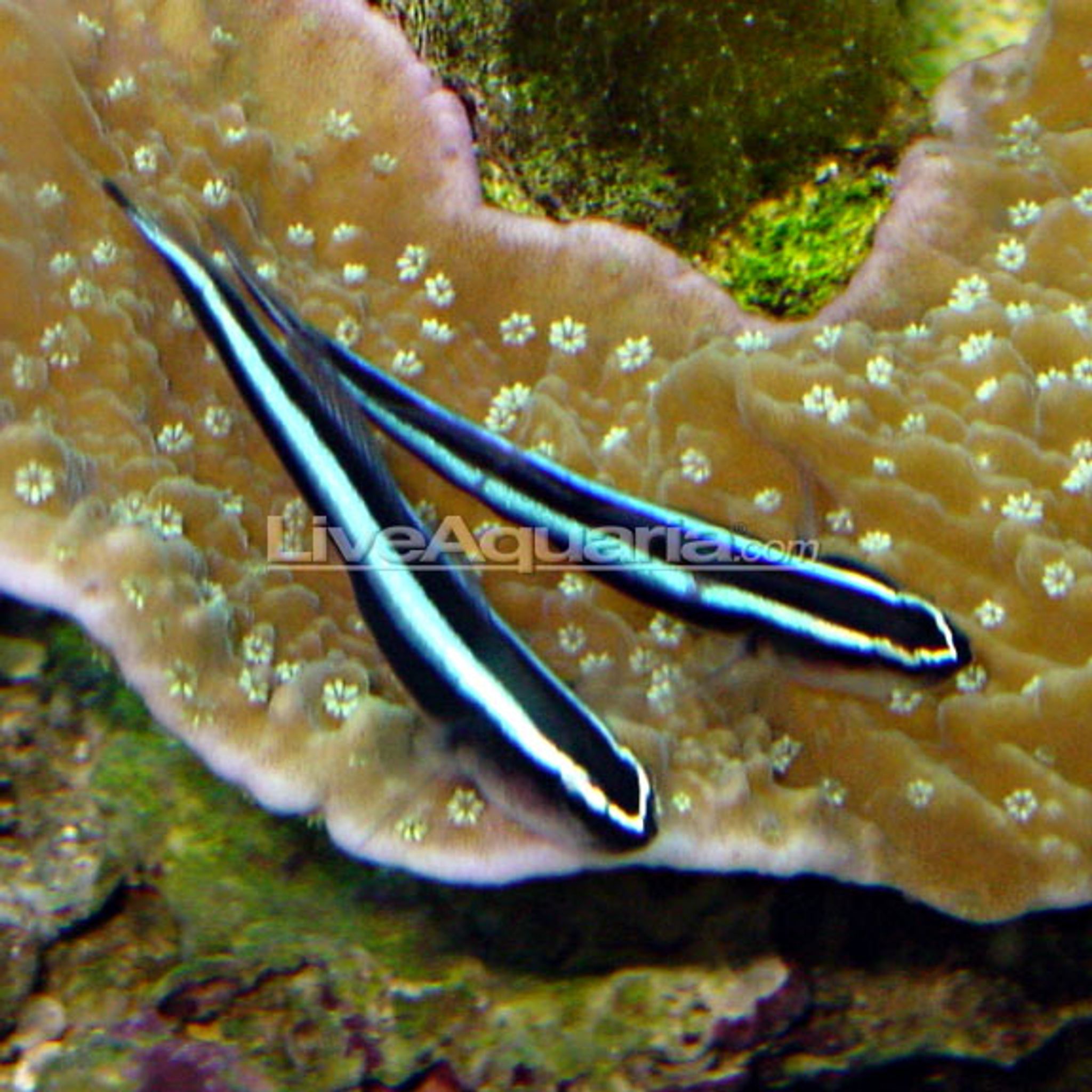 Neon Goby