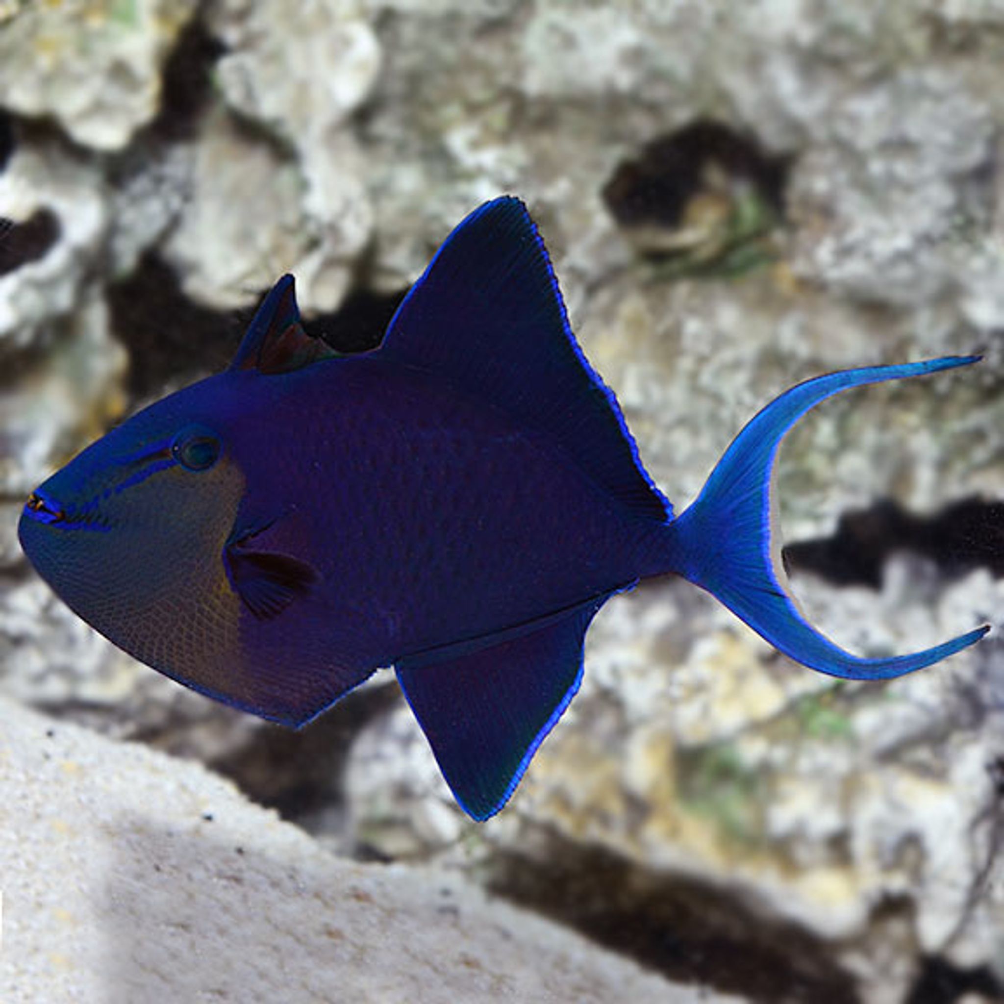 How to Feed Niger Triggerfish: Foods, Frequency and Common Feeding Problems