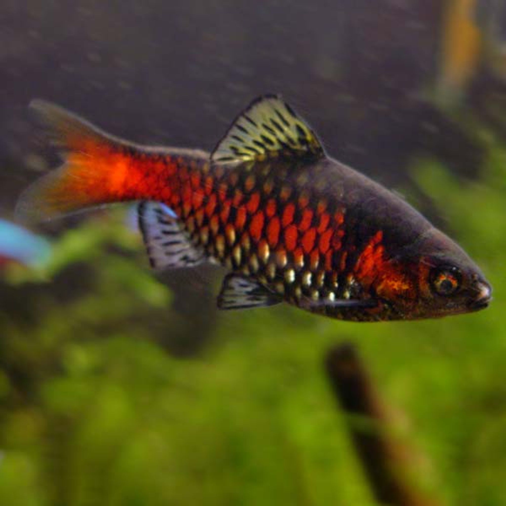What Do Odessa Barb Eat? A Practical Feeding Guide