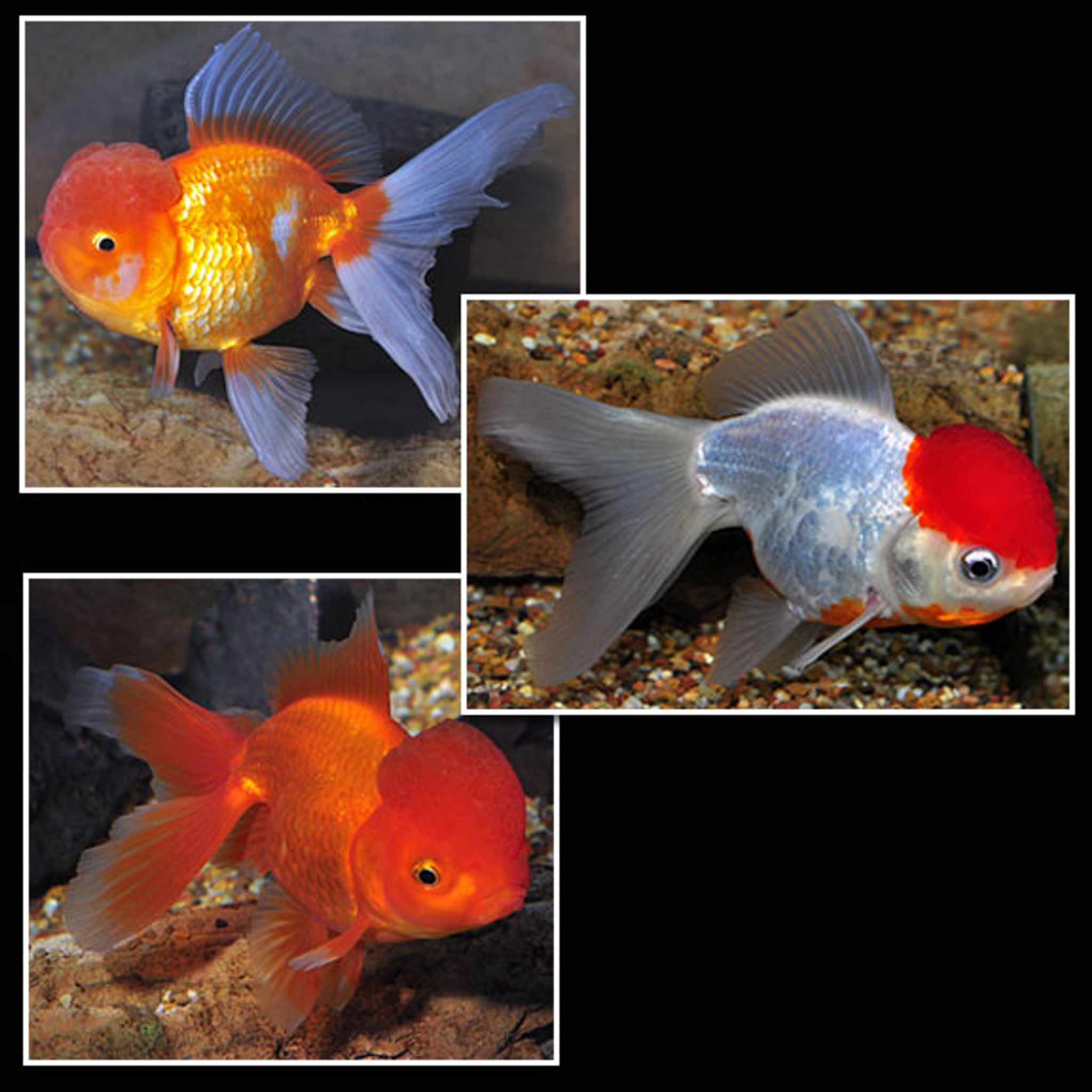 Oranda Goldfish, Assorted