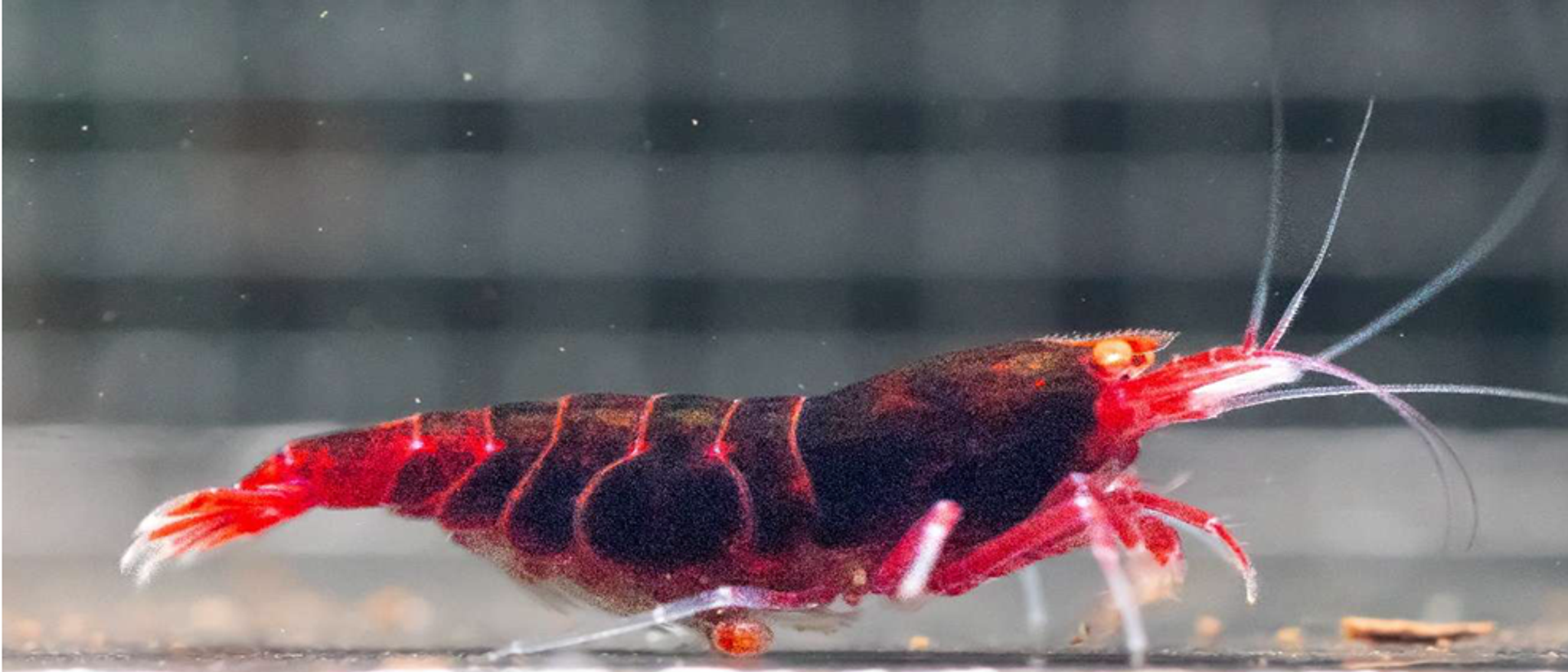 orange eye red devil