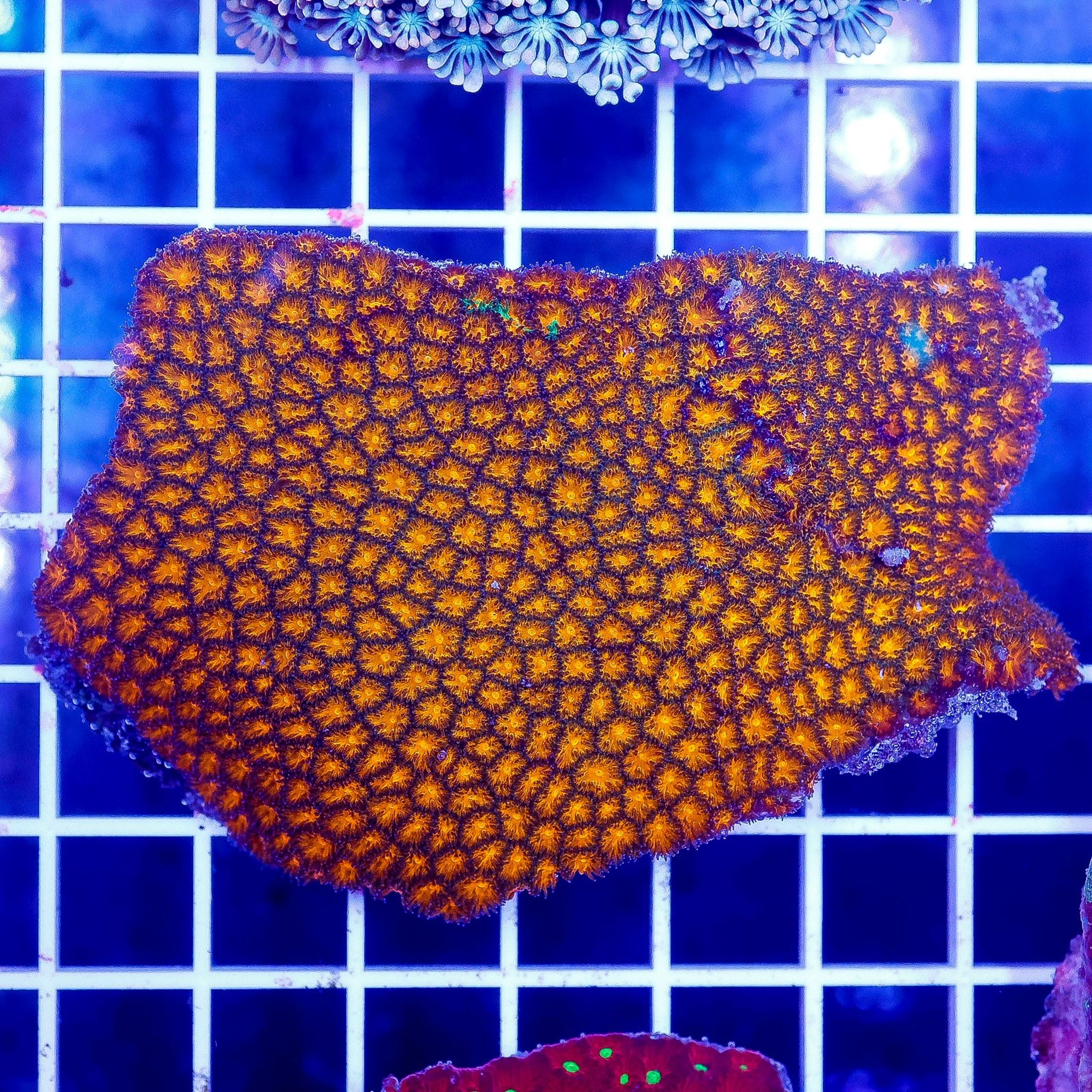 Orange Eye Leptastrea Coral 3.25" WYSIWYG