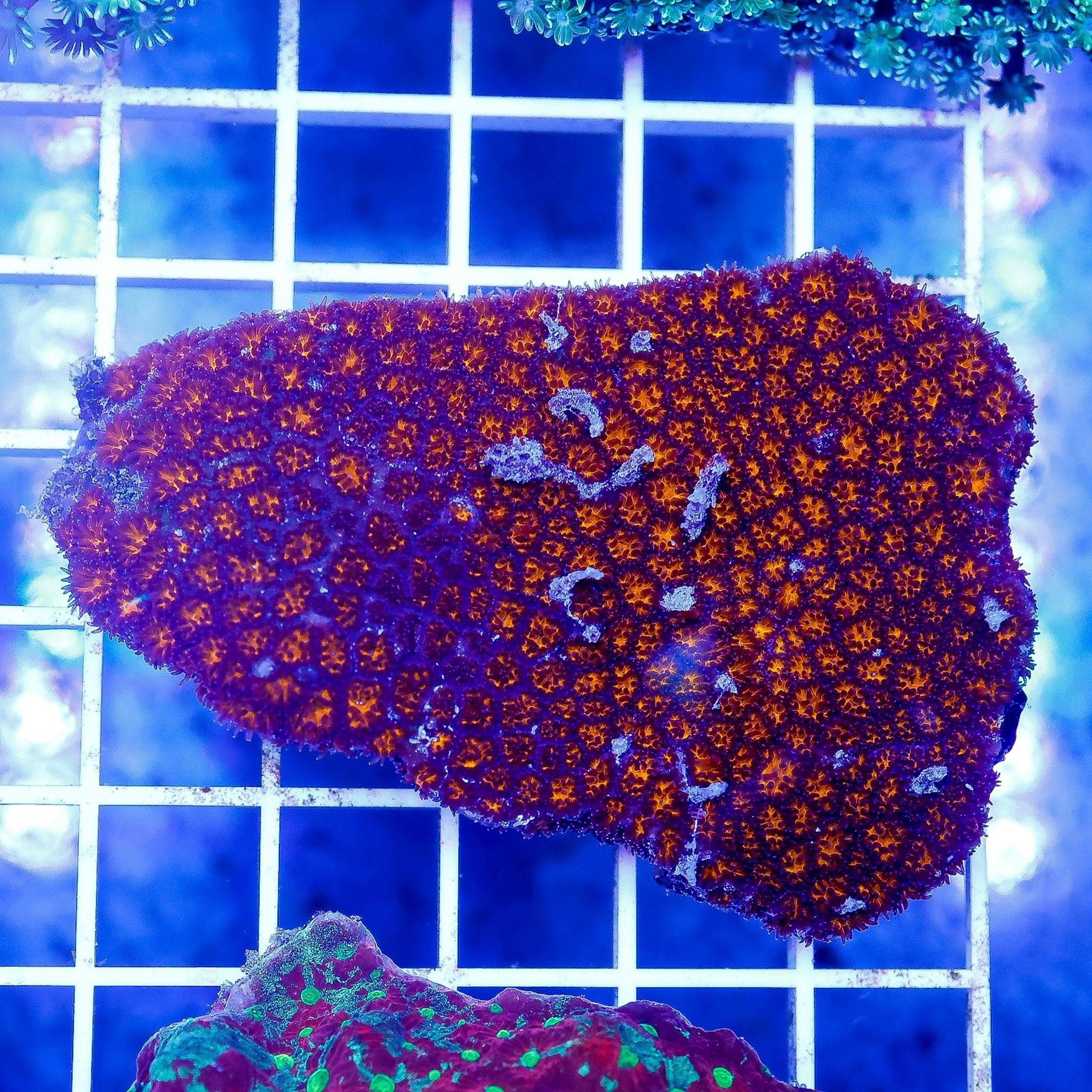 Orange Eye Leptastrea Coral 3" WYSIWYG