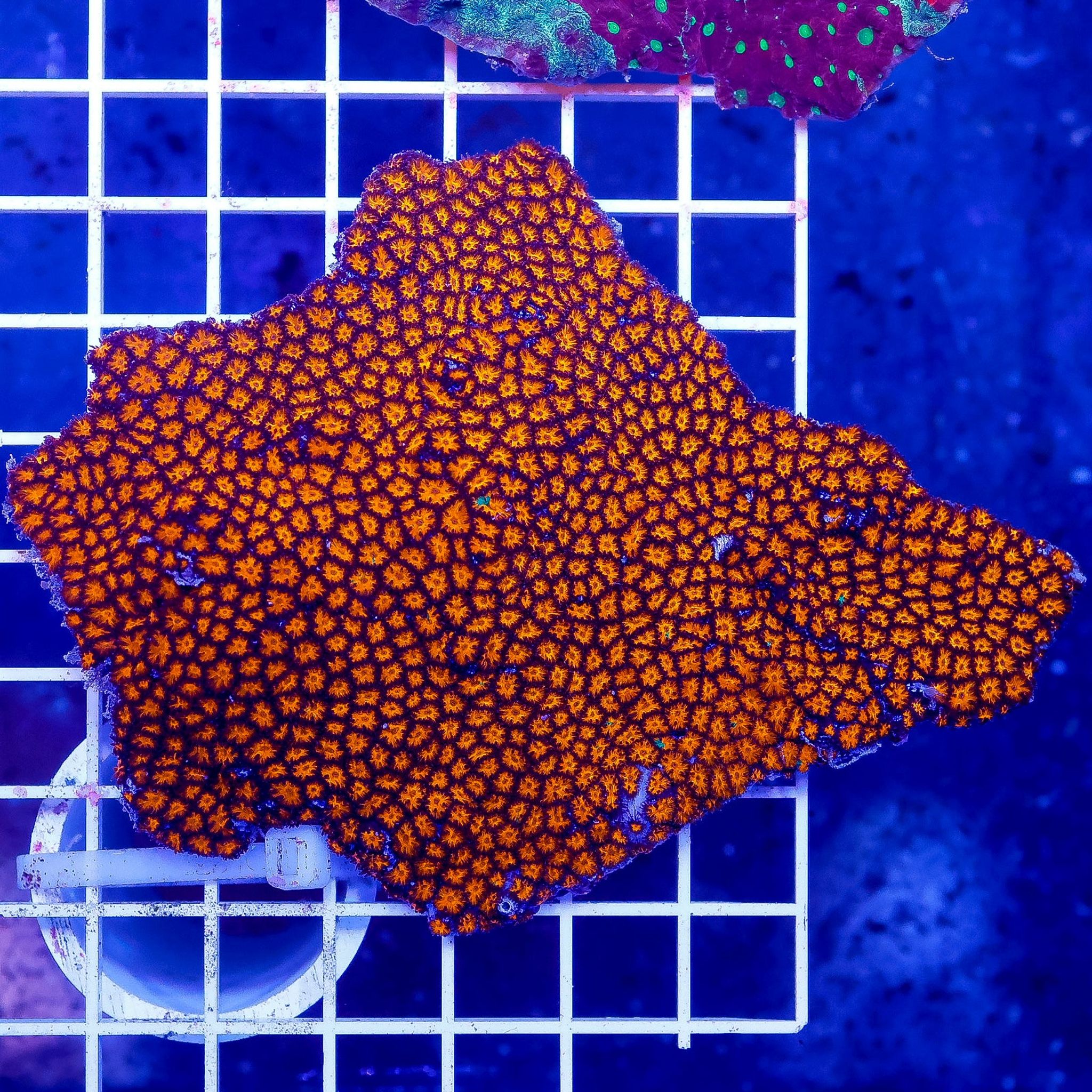 Orange Eye Leptastrea Coral 4.5" WYSIWYG (Leptastrea purpurea)