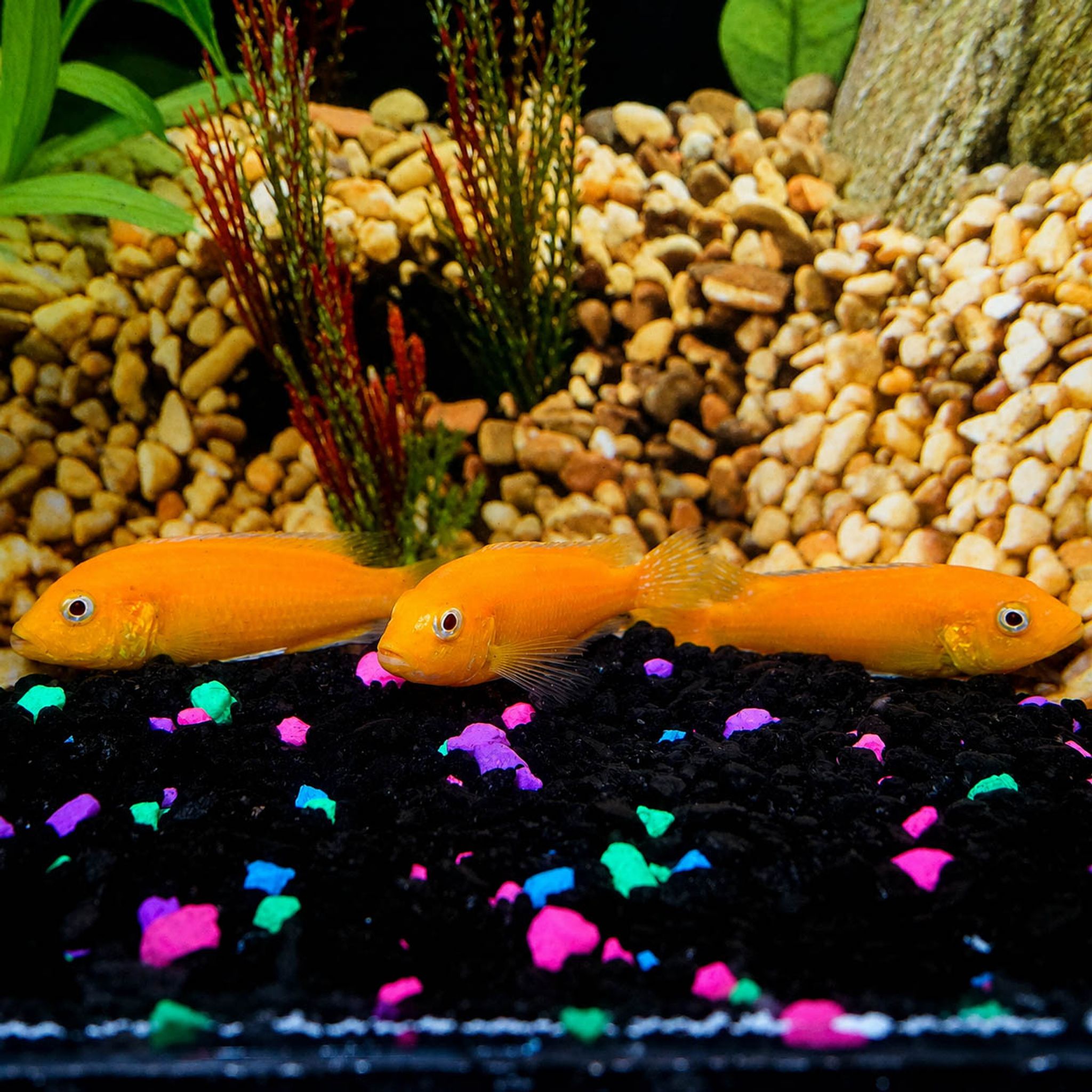 Orange Leleupi Cichlid 3-Lot 3" WYSIWYG