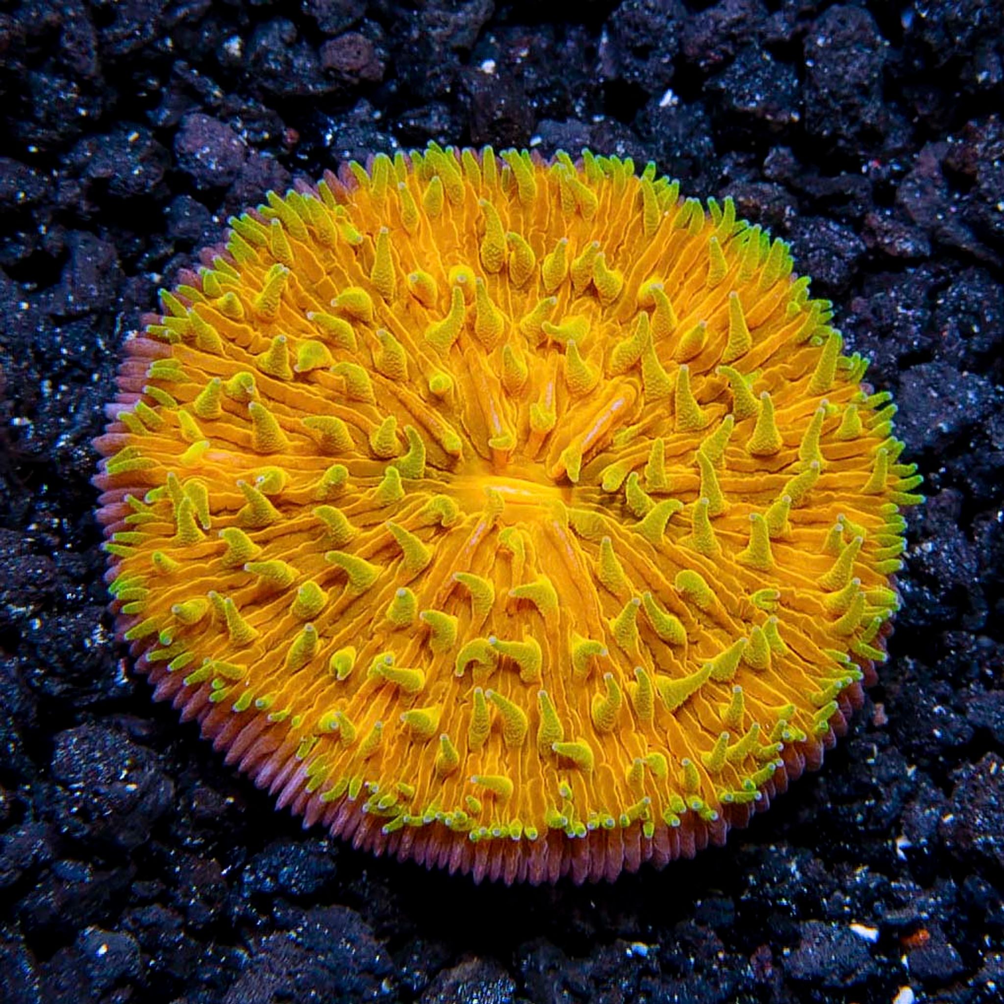 Orange Plate Coral with Colored Polyps