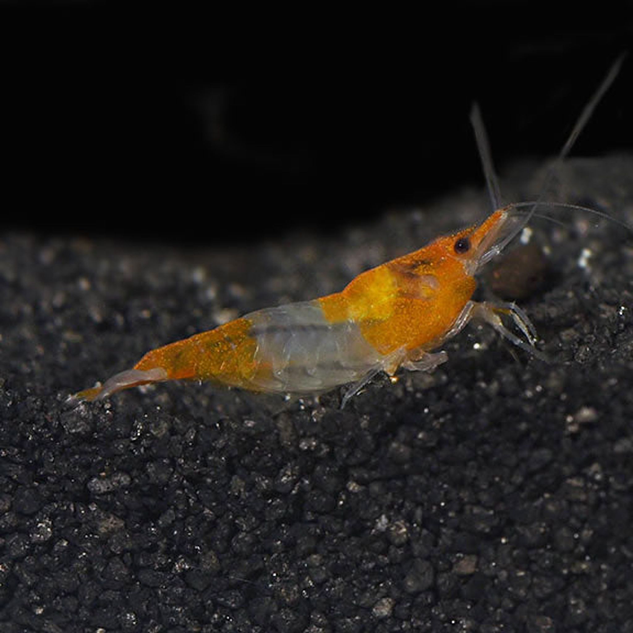 How to Choose the Right Aquarium Size for Your First Tank