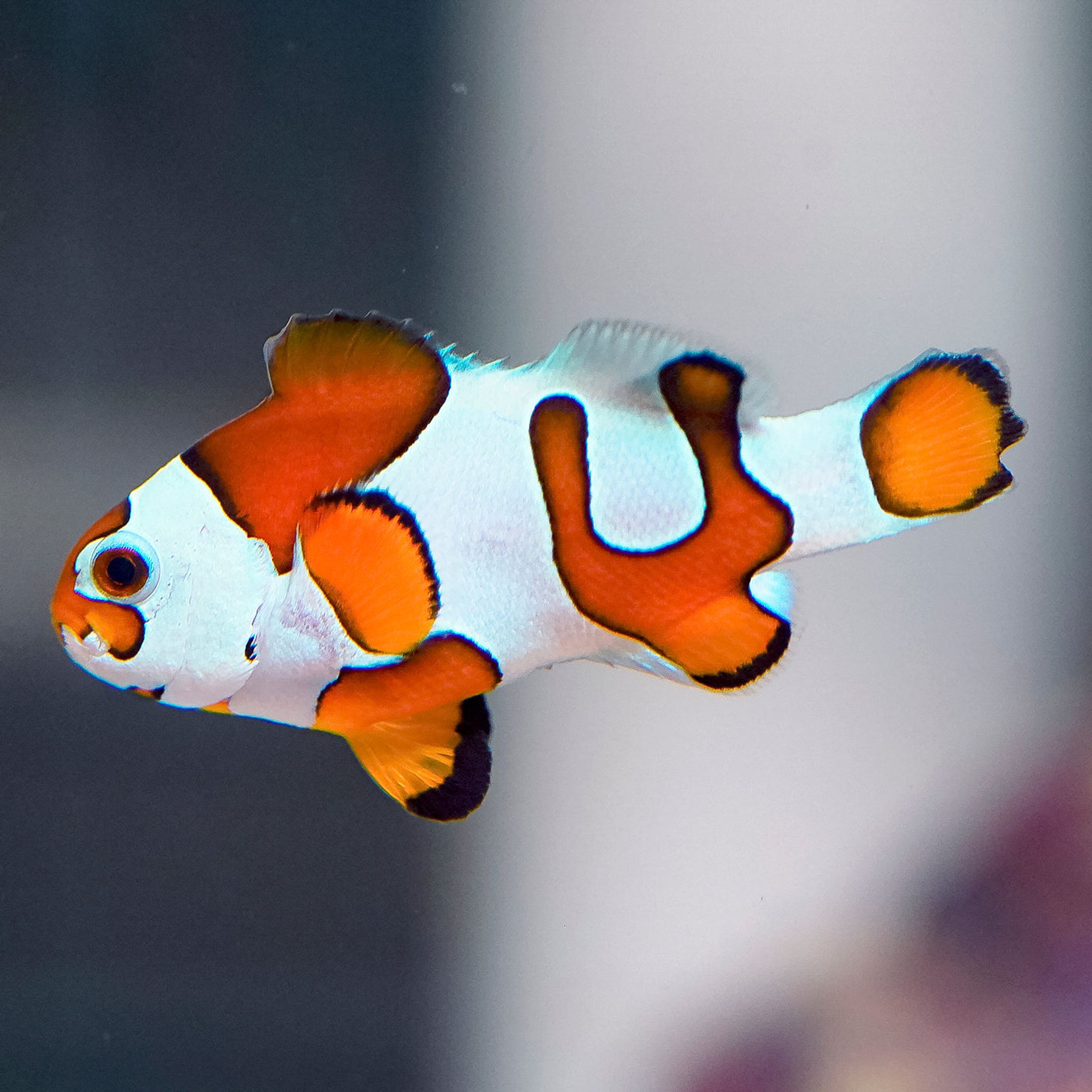 Is Ocellaris Clownfish Reef Safe? Coral and Invertebrate Compatibility Explained