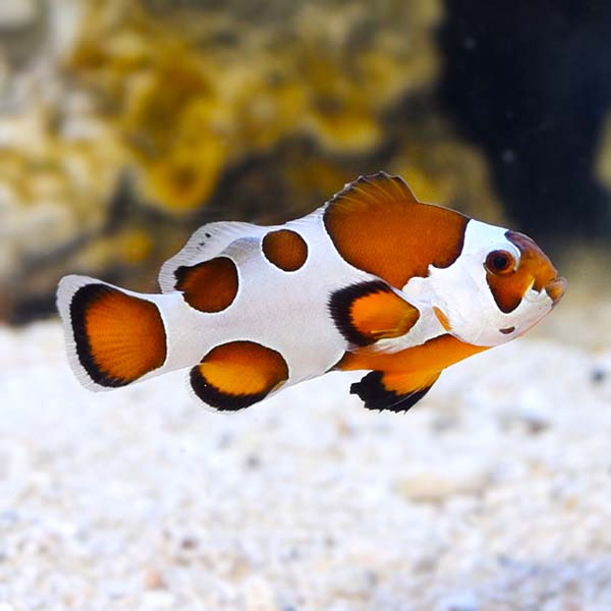 Proaquatix Orange Storm Clownfish, Captive-Bred