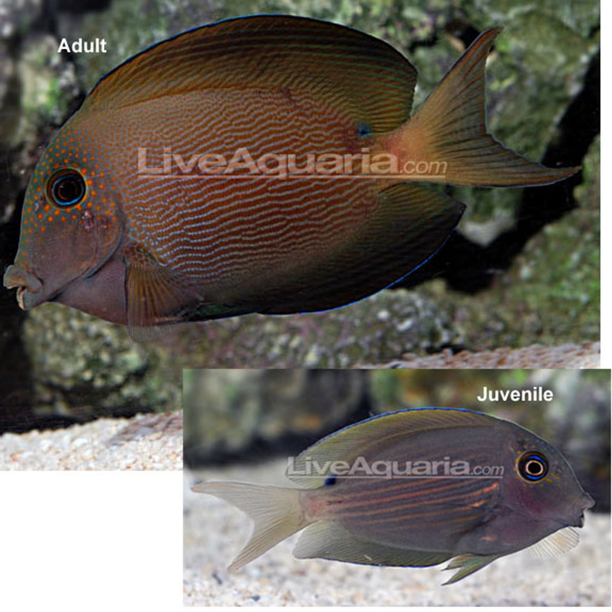Orange Stripe Bristletooth Tang (Ctenochaetus cf. striatus)
