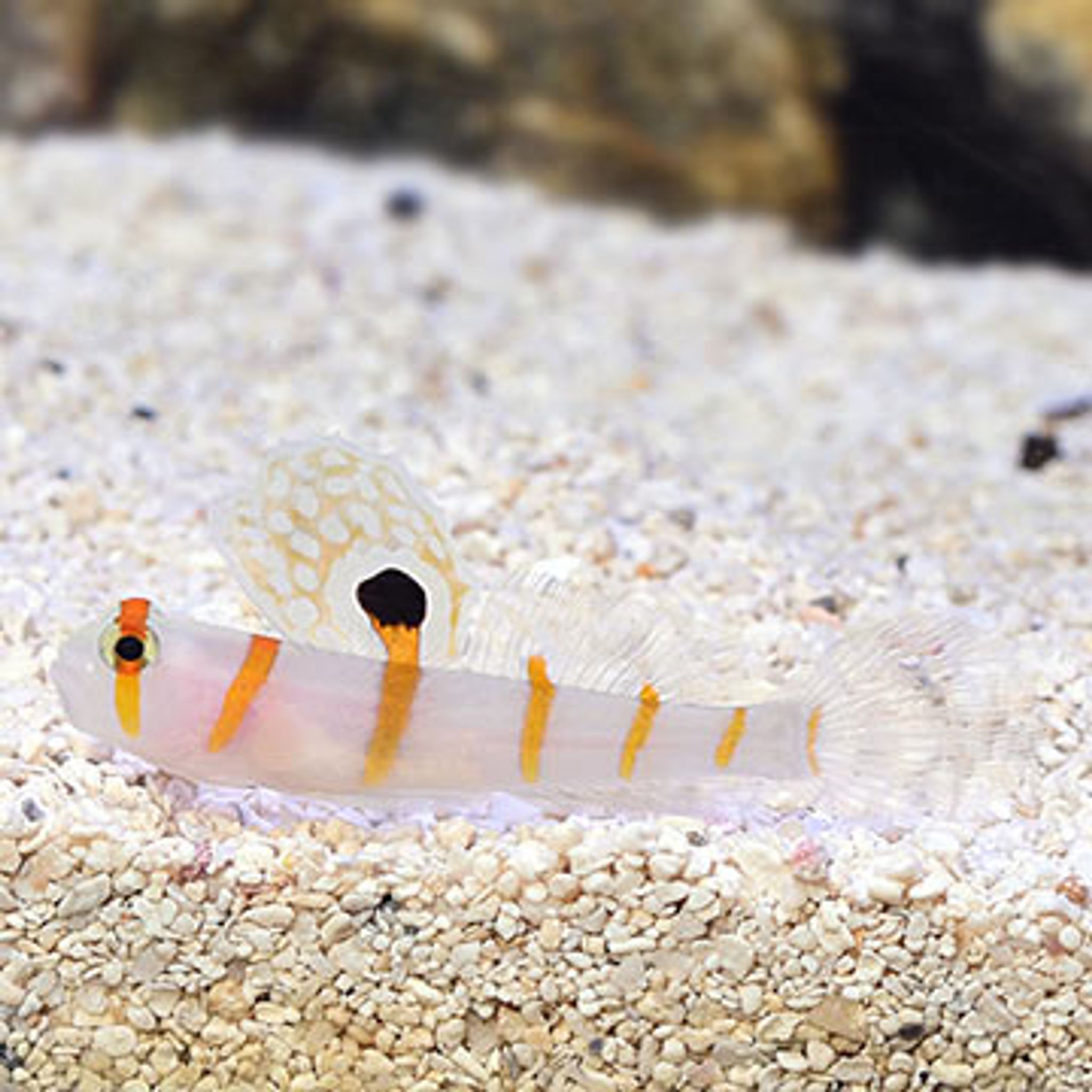 Orange Stripe Prawn Goby