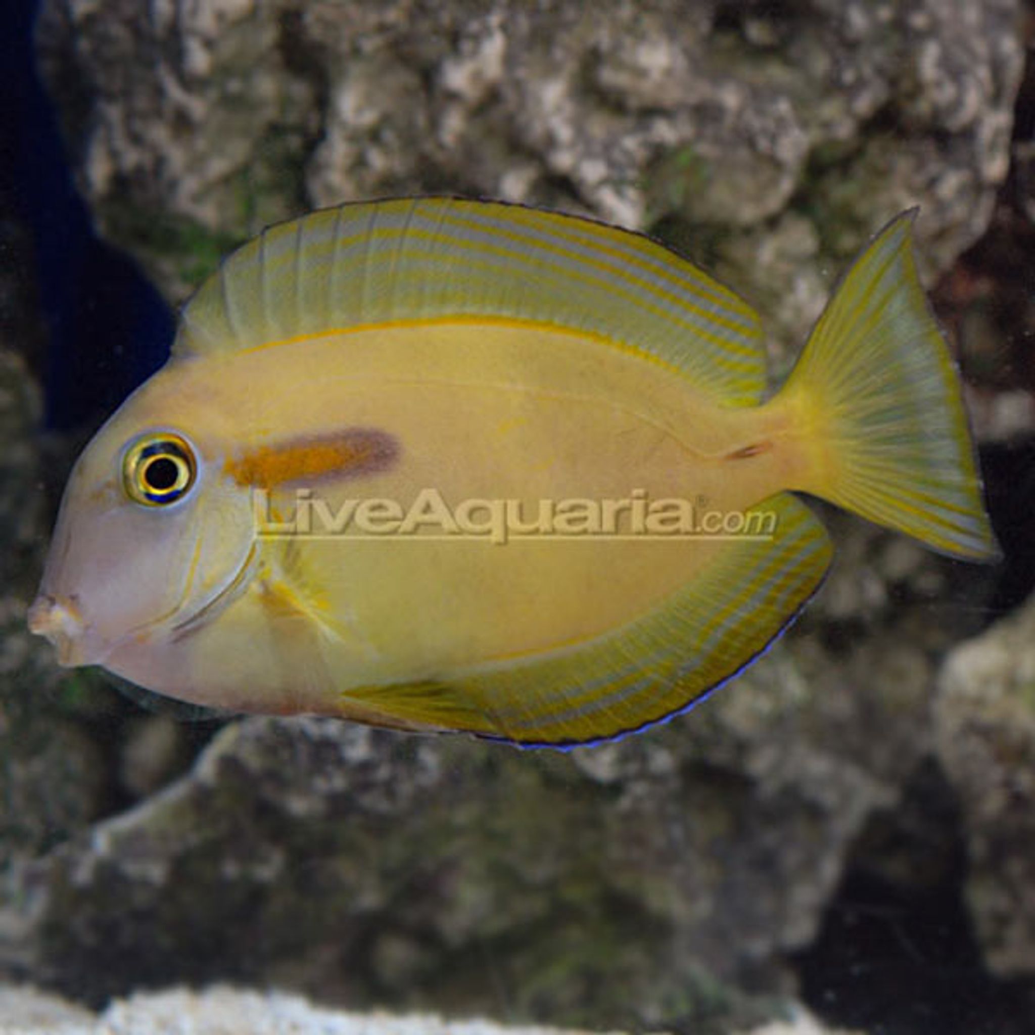 Orangeshoulder Tang
