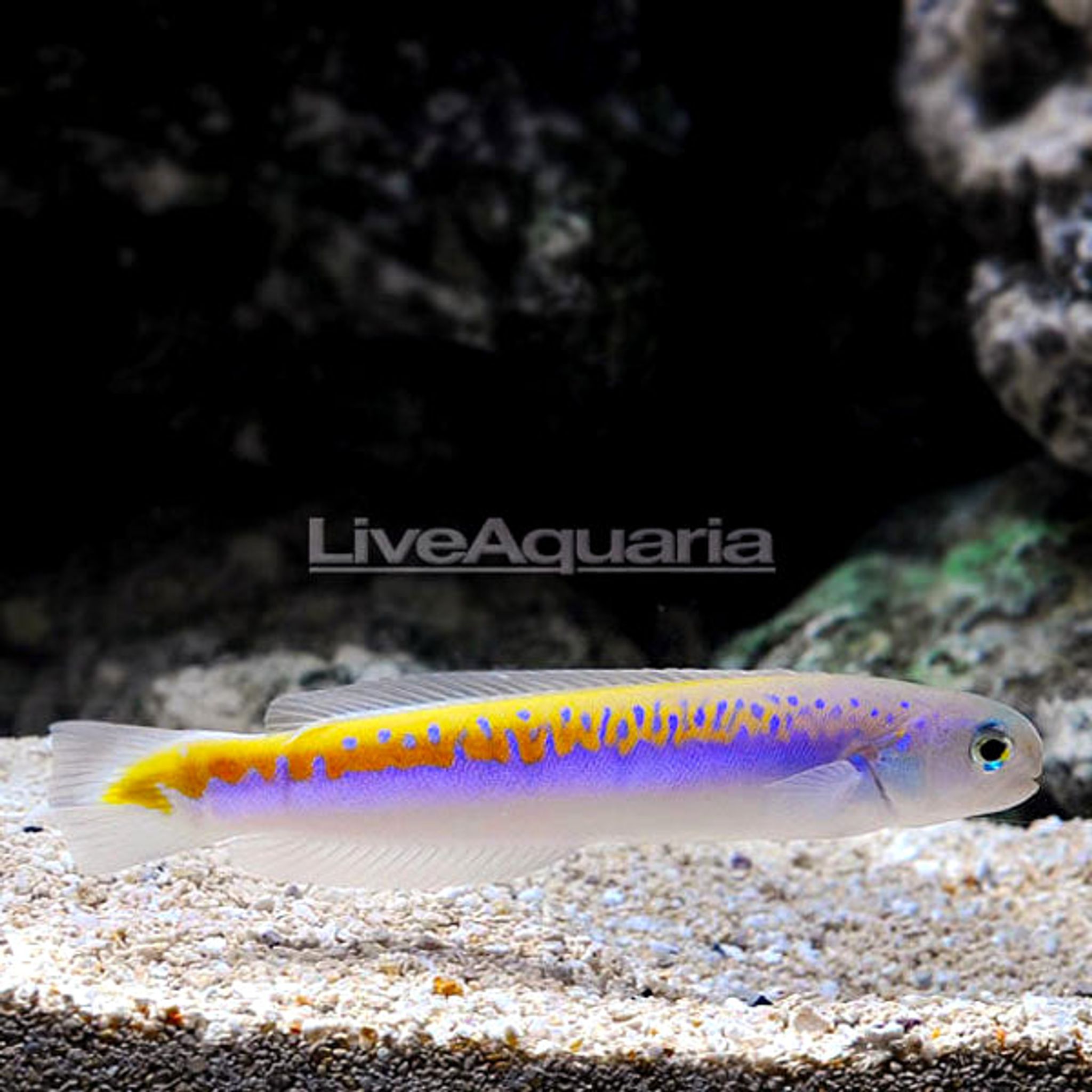 Oreni Tilefish - EXPERT ONLY