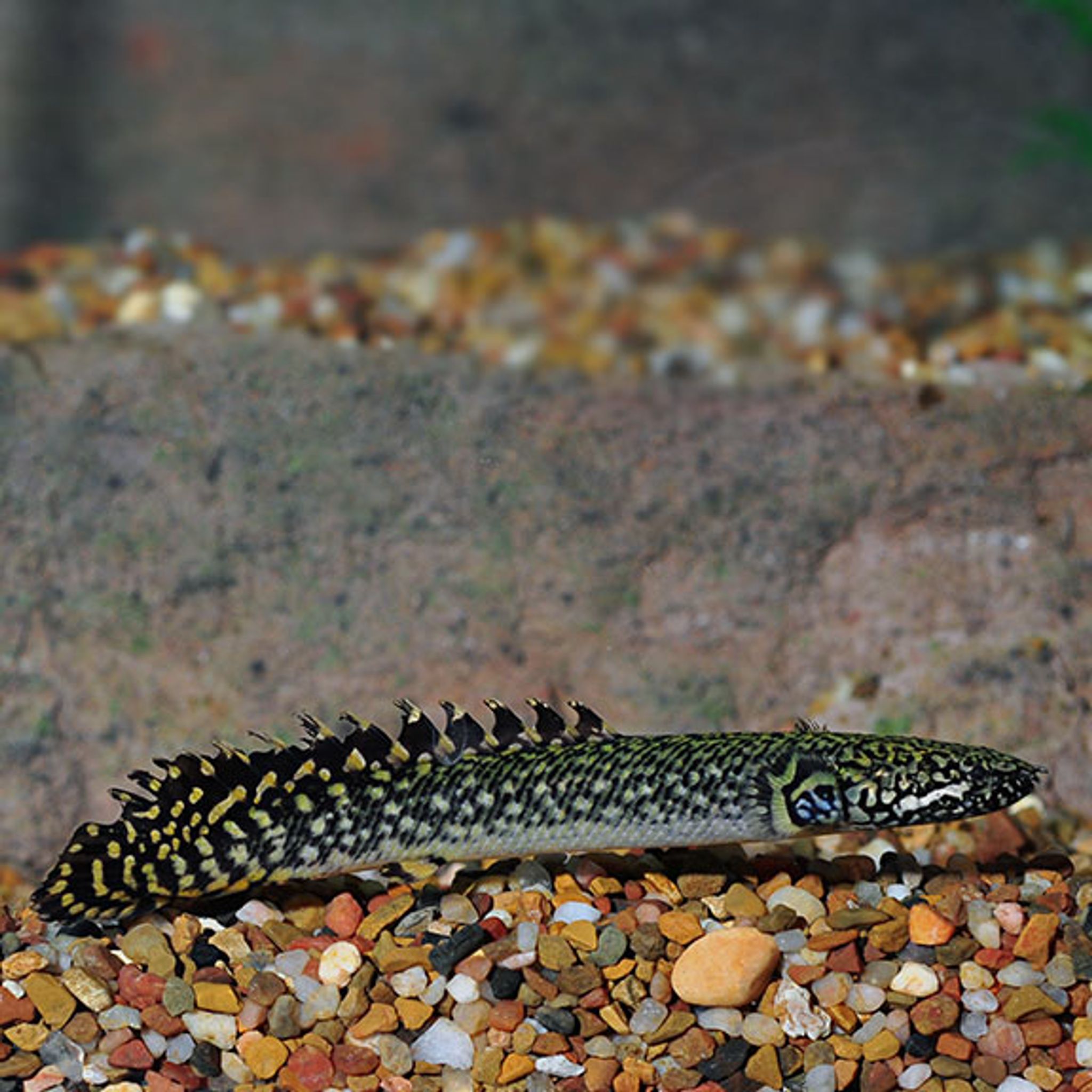 Ornate Bichir, Captive-Bred