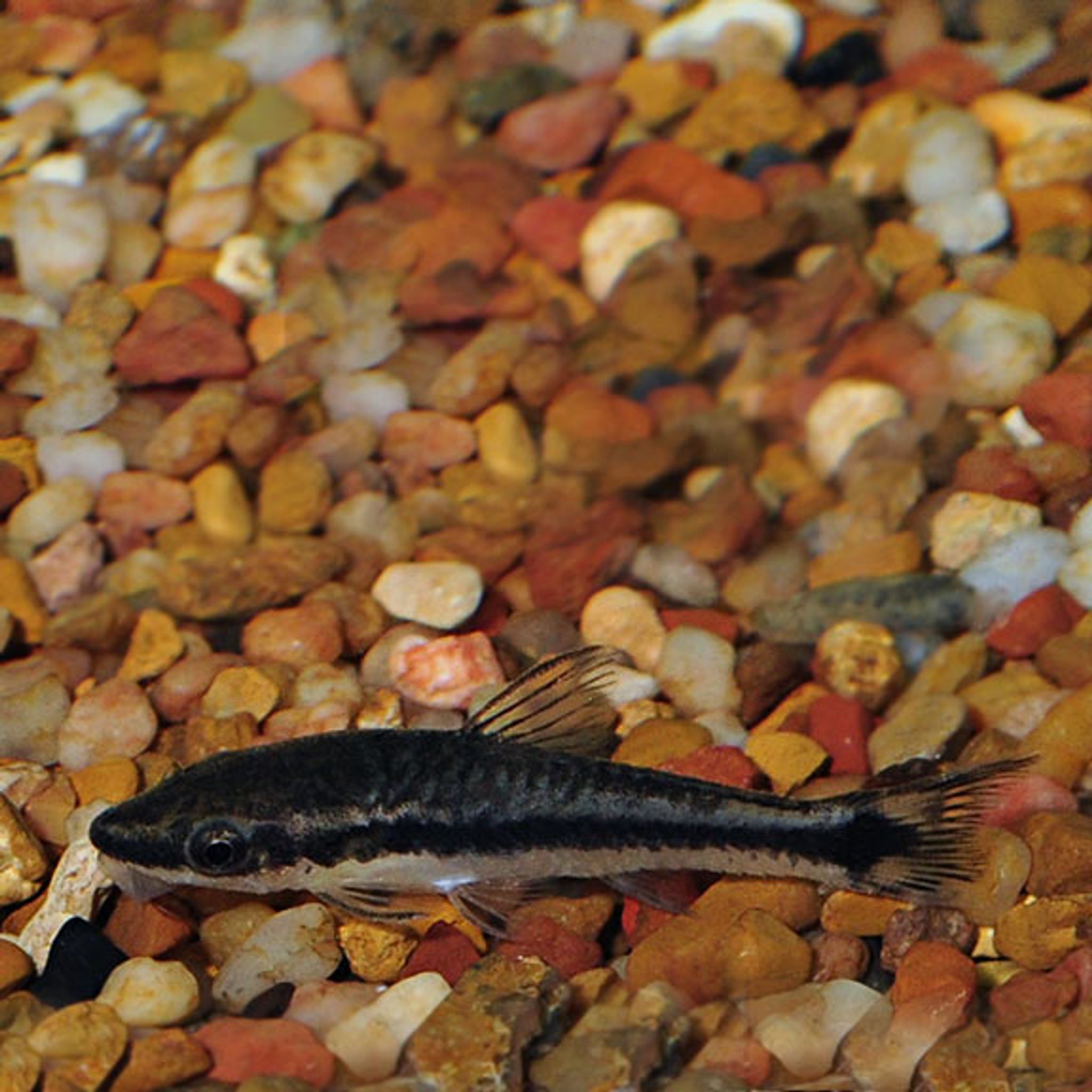 What Do Otocinclus Catfish Eat? A Practical Feeding Guide