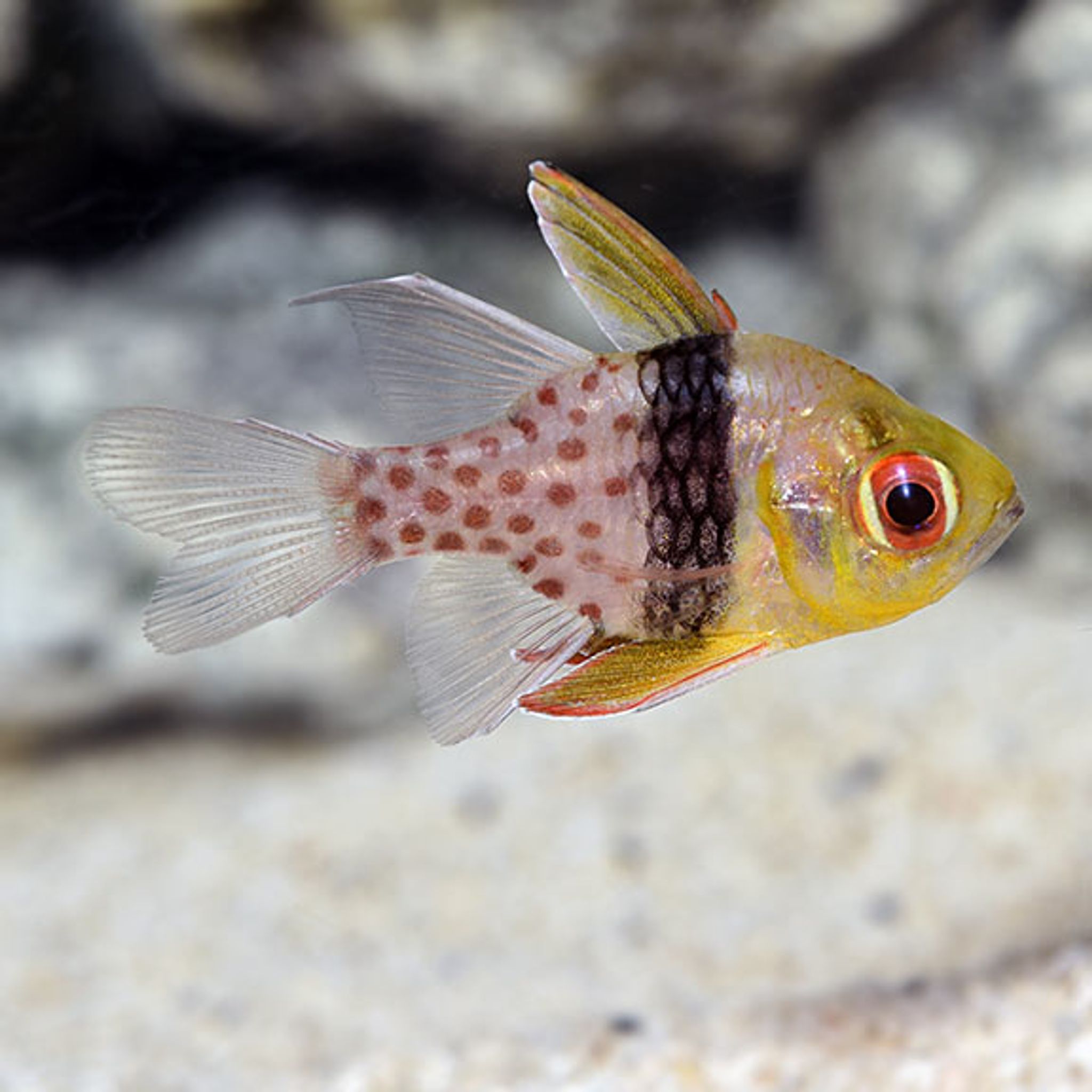 How to Feed Pajama Cardinalfish: Foods, Frequency and Common Feeding Problems