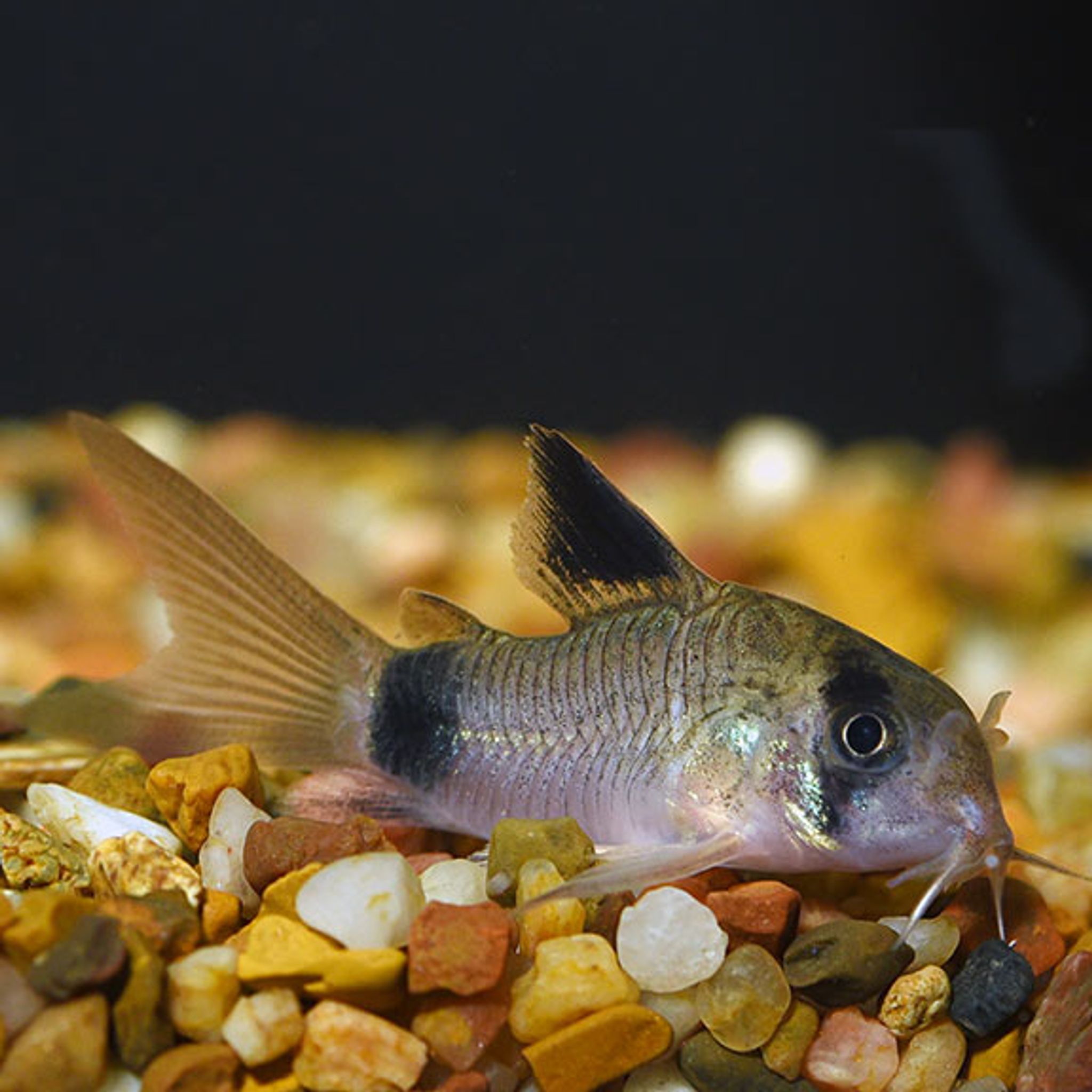 What Do Panda Cory Eat? A Practical Feeding Guide
